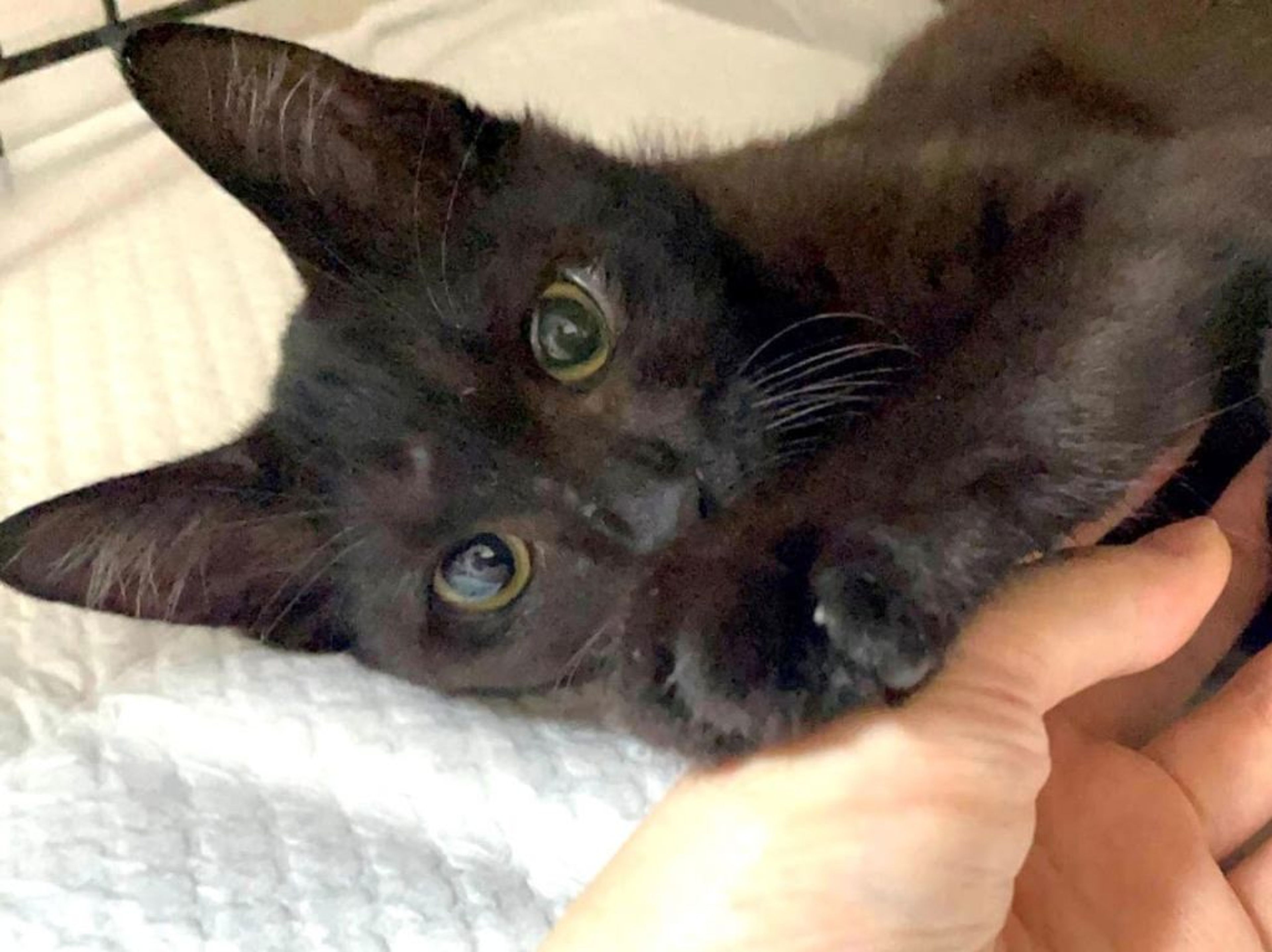雑種（ミックス猫）・オスの里親募集の写真