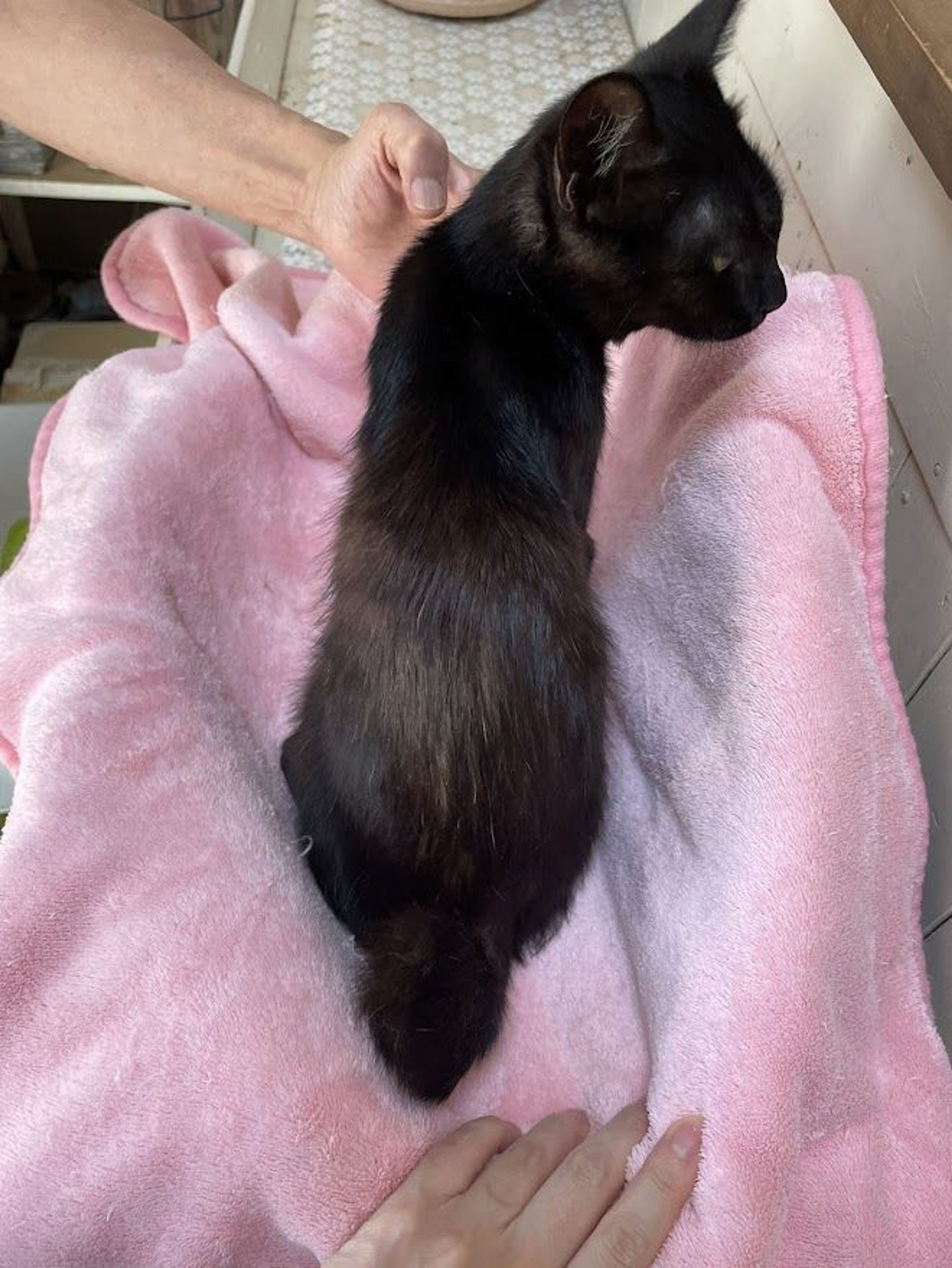pet-image-6
