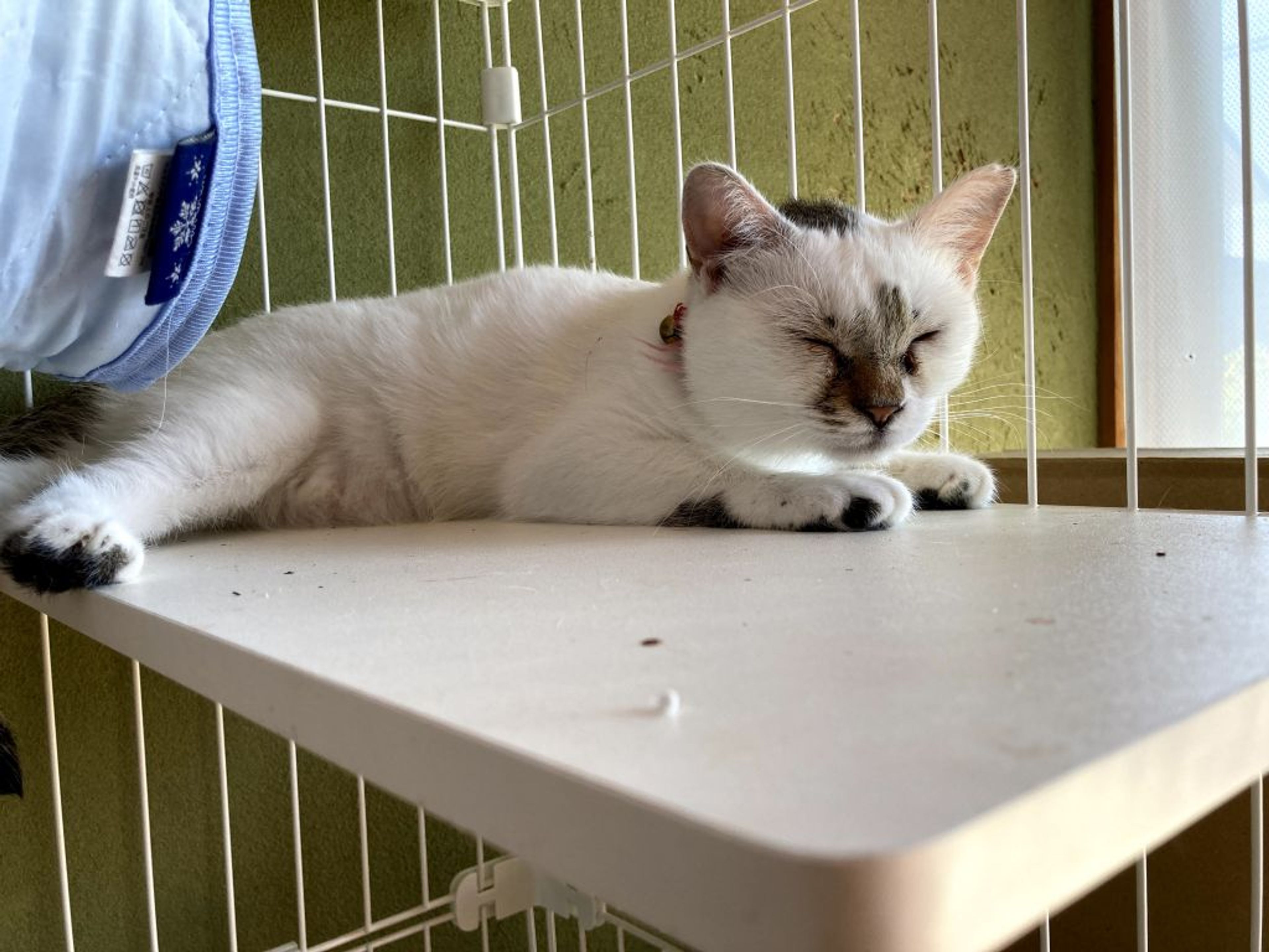pet-image-3