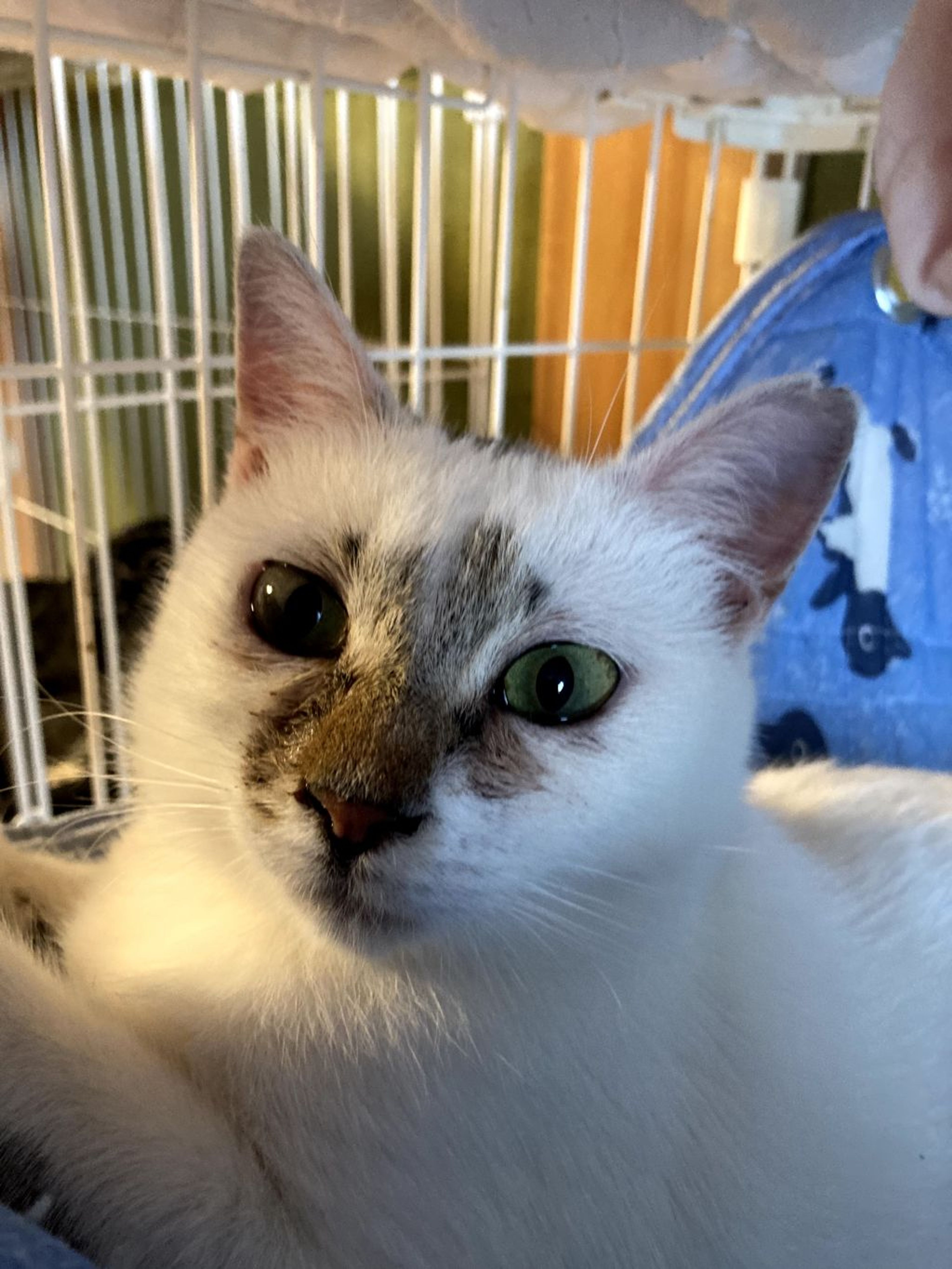 pet-image-4