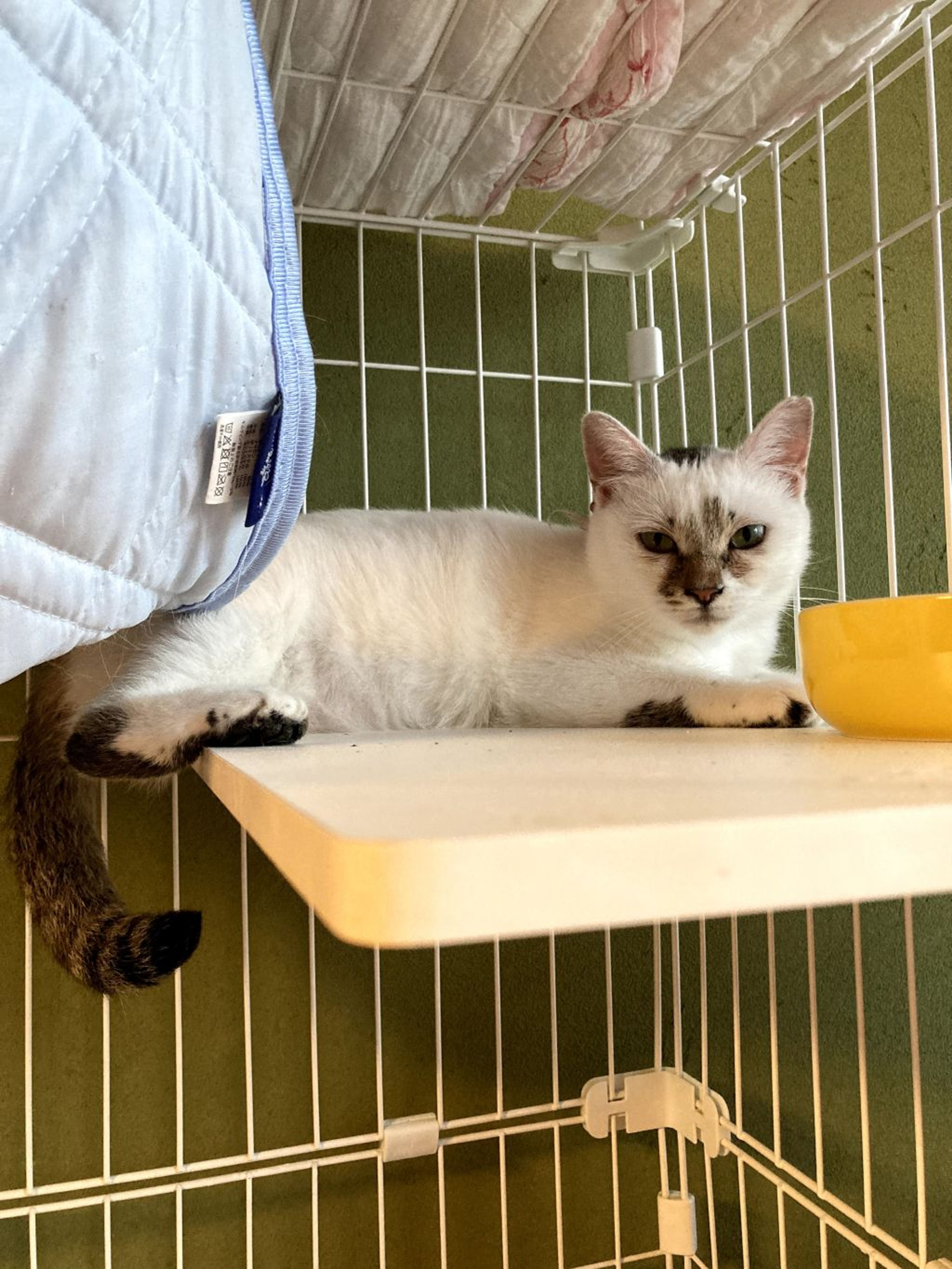 pet-image-5