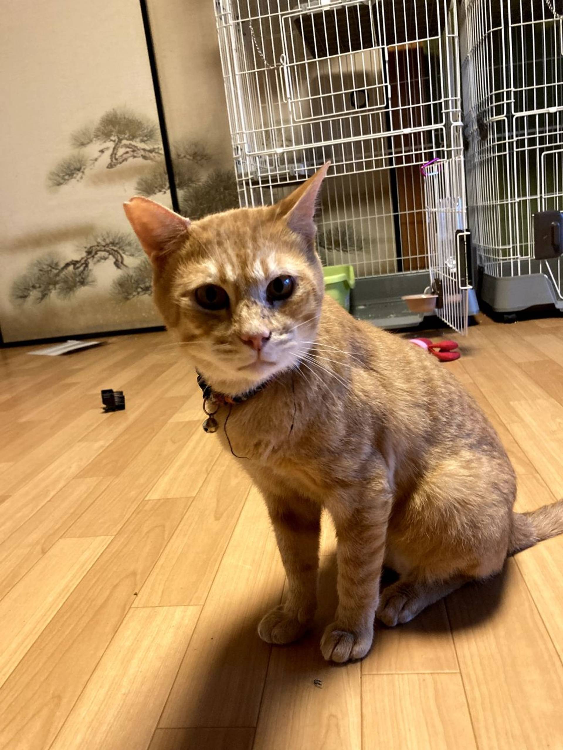 雑種（ミックス猫）・オスの里親募集の写真