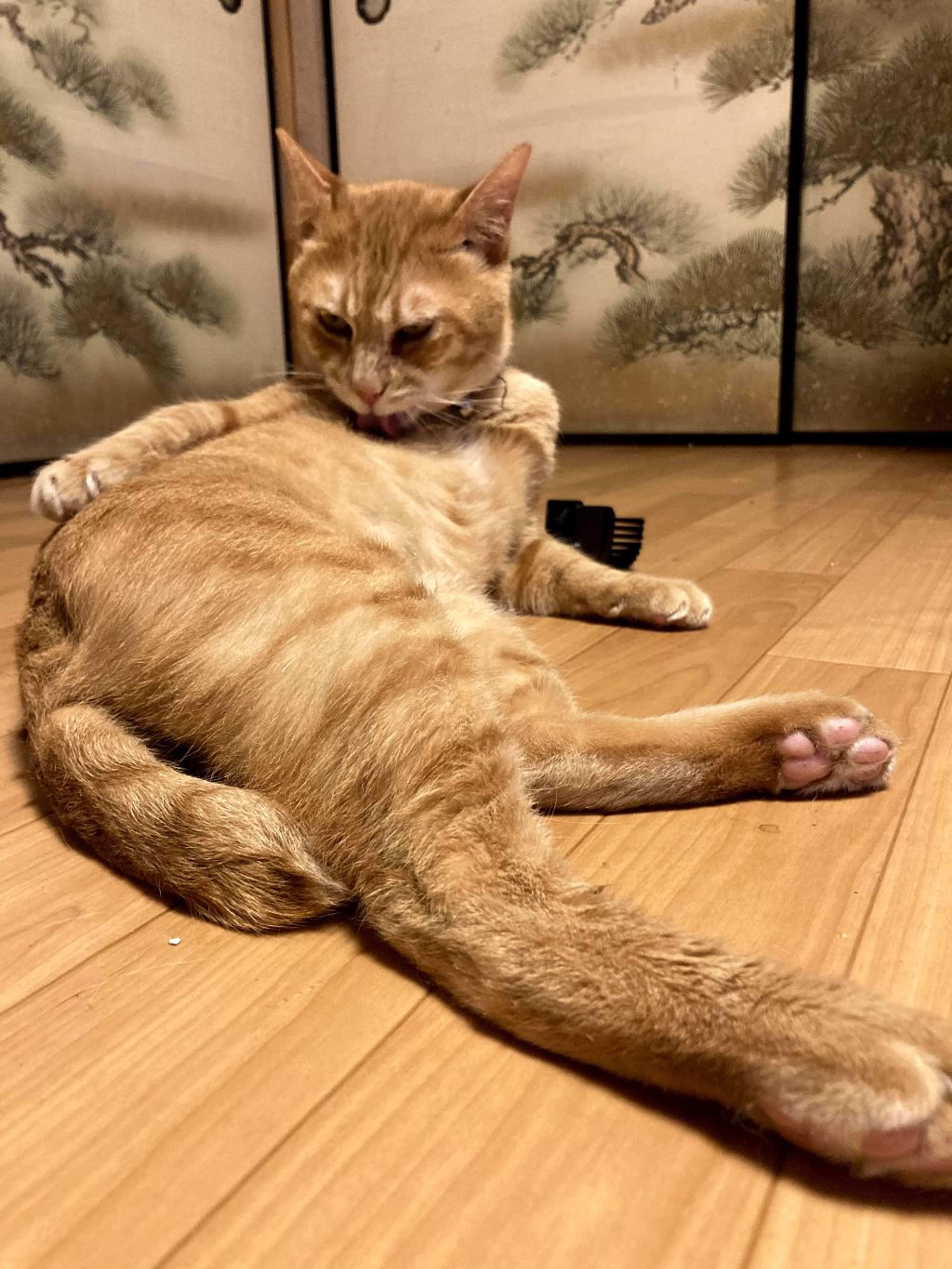 pet-image-2