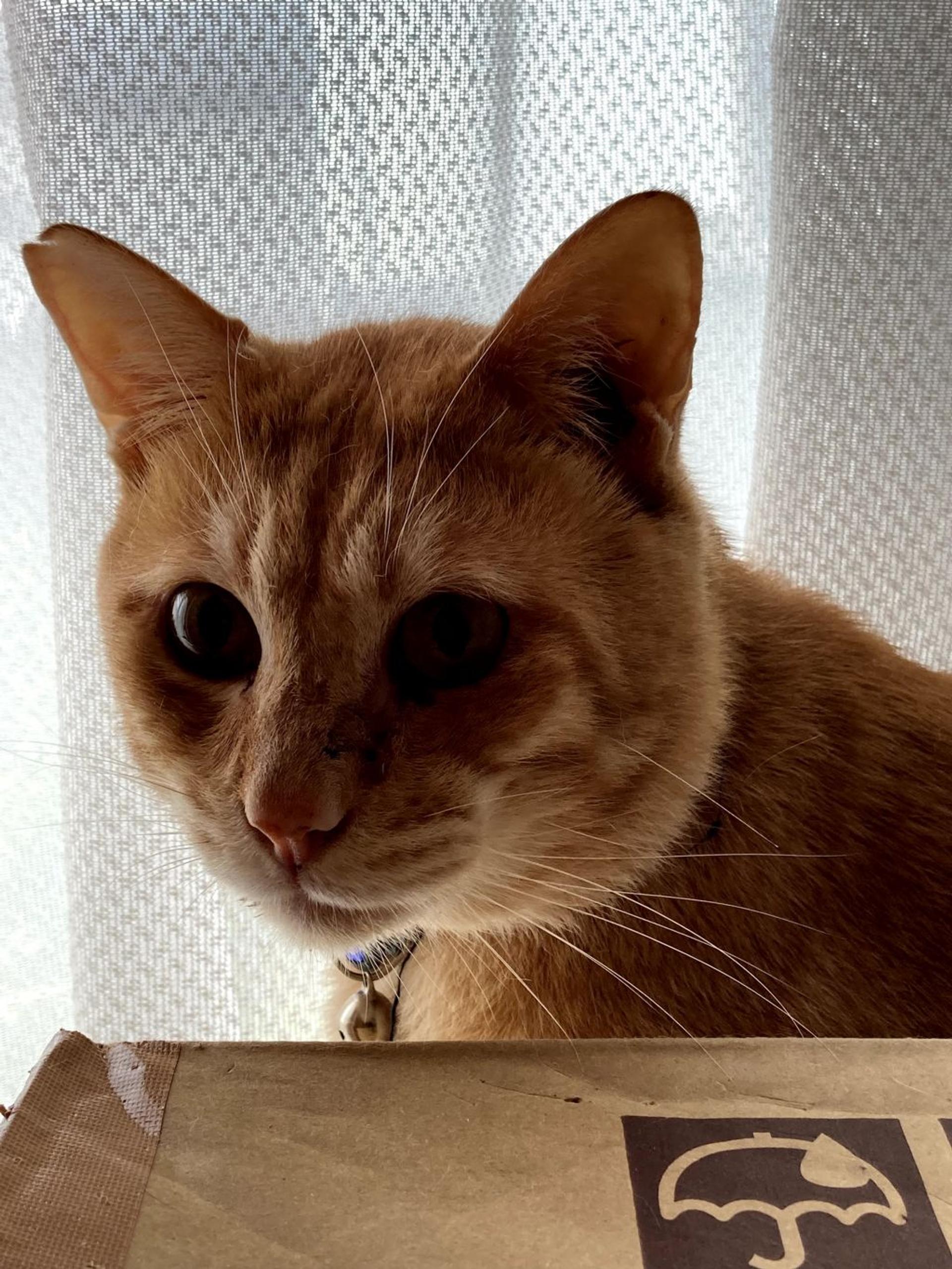 pet-image-4