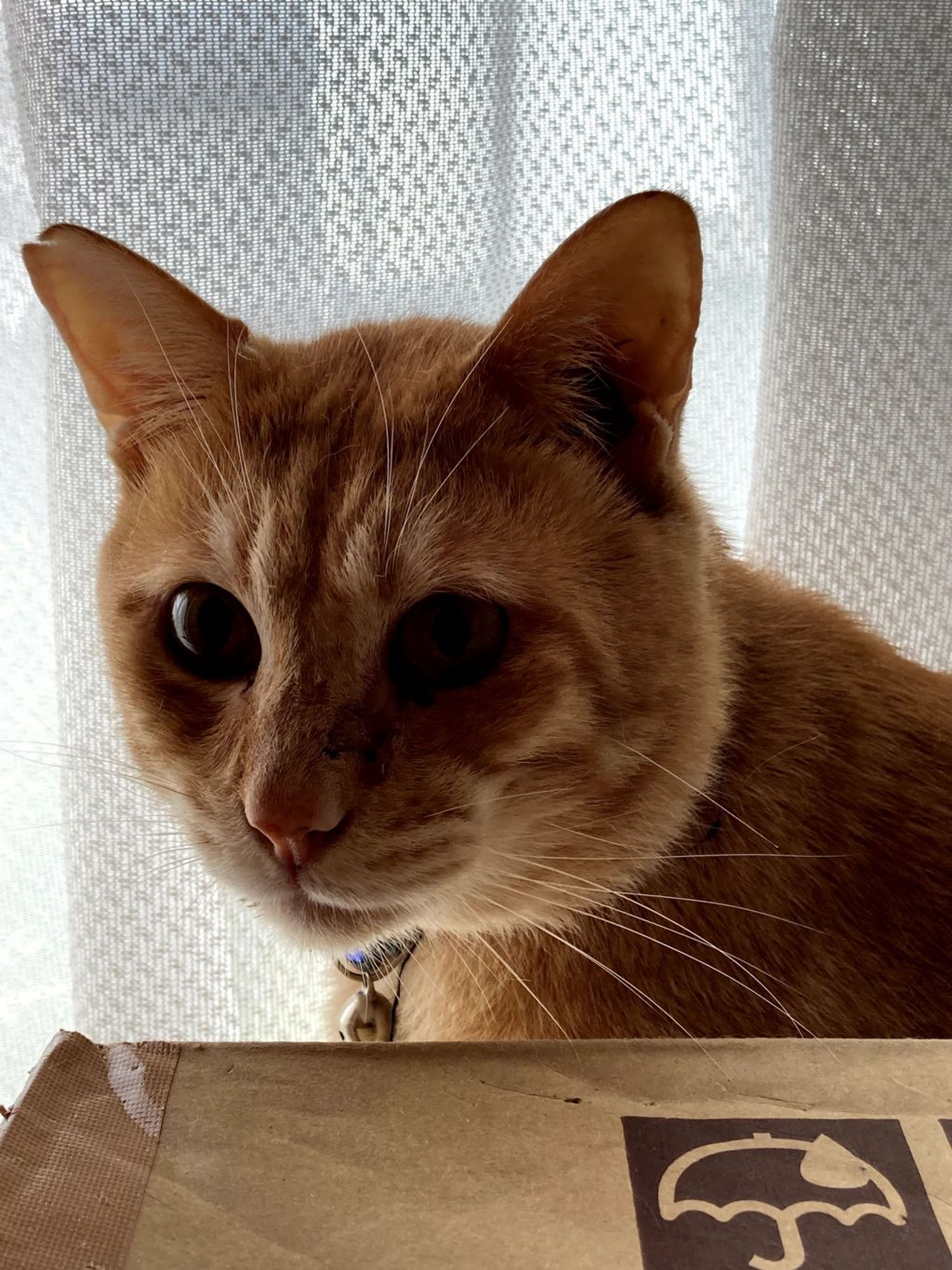 pet-image-4
