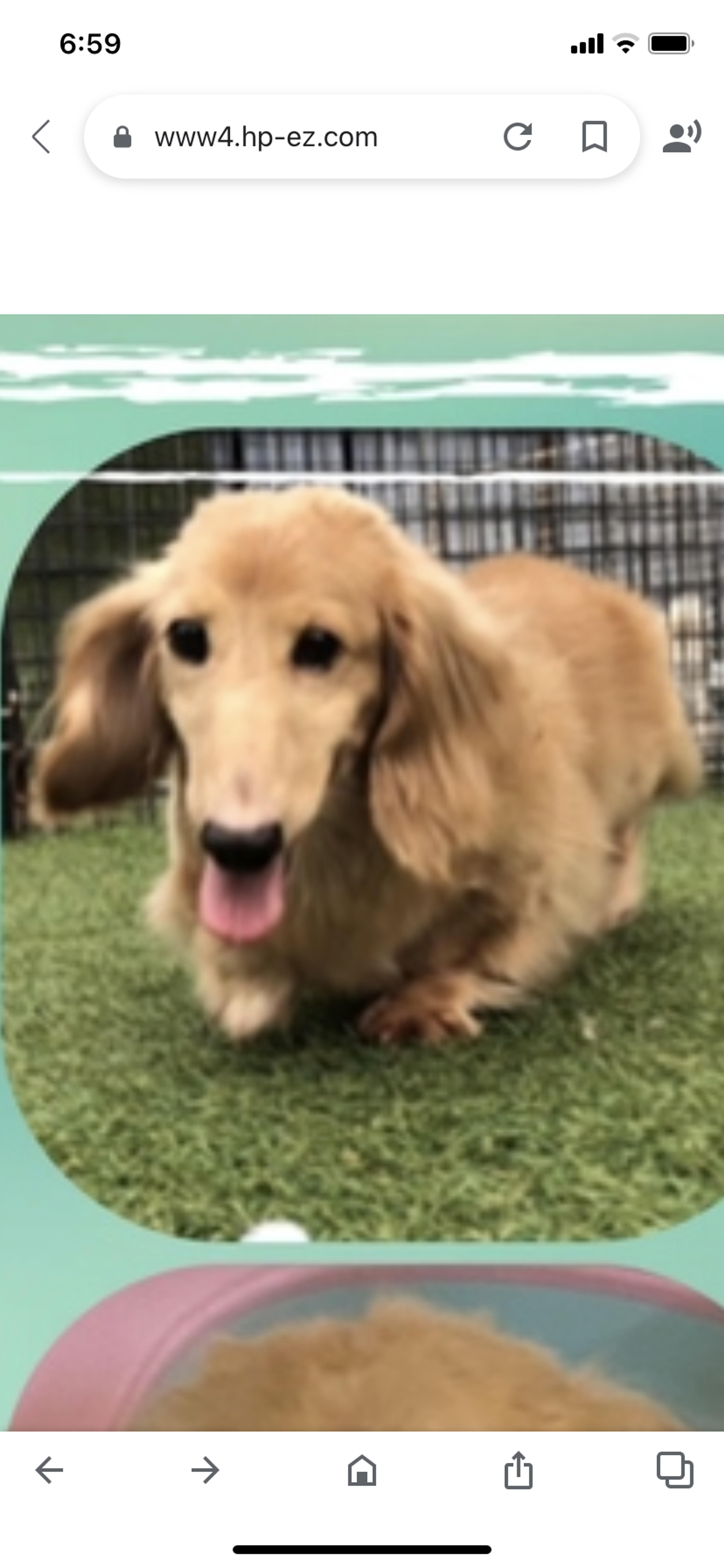 pet-image-2