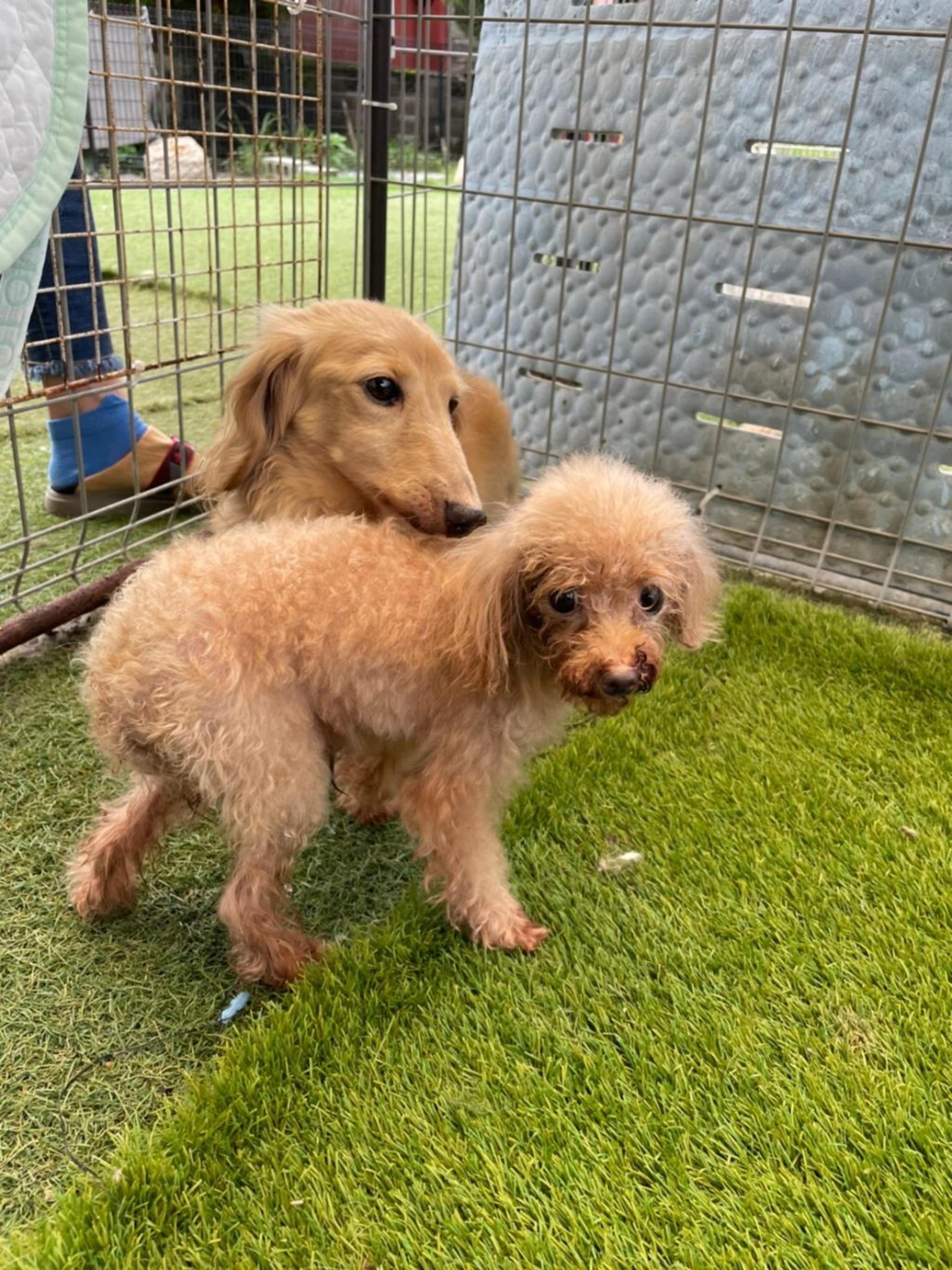 pet-image-4