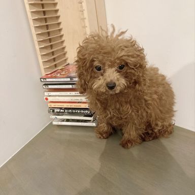 パピコ