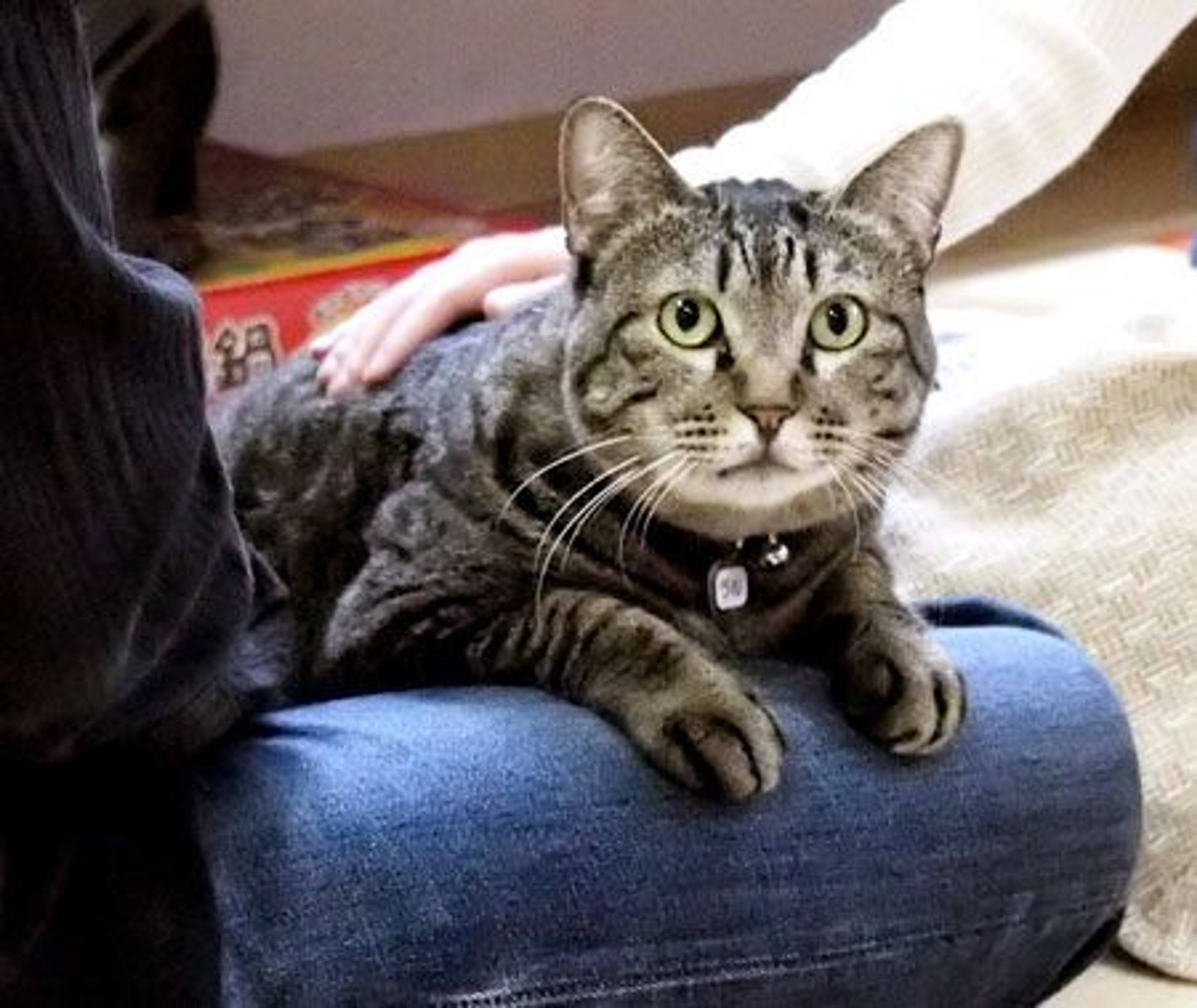 雑種（ミックス猫）・オスの里親募集の写真