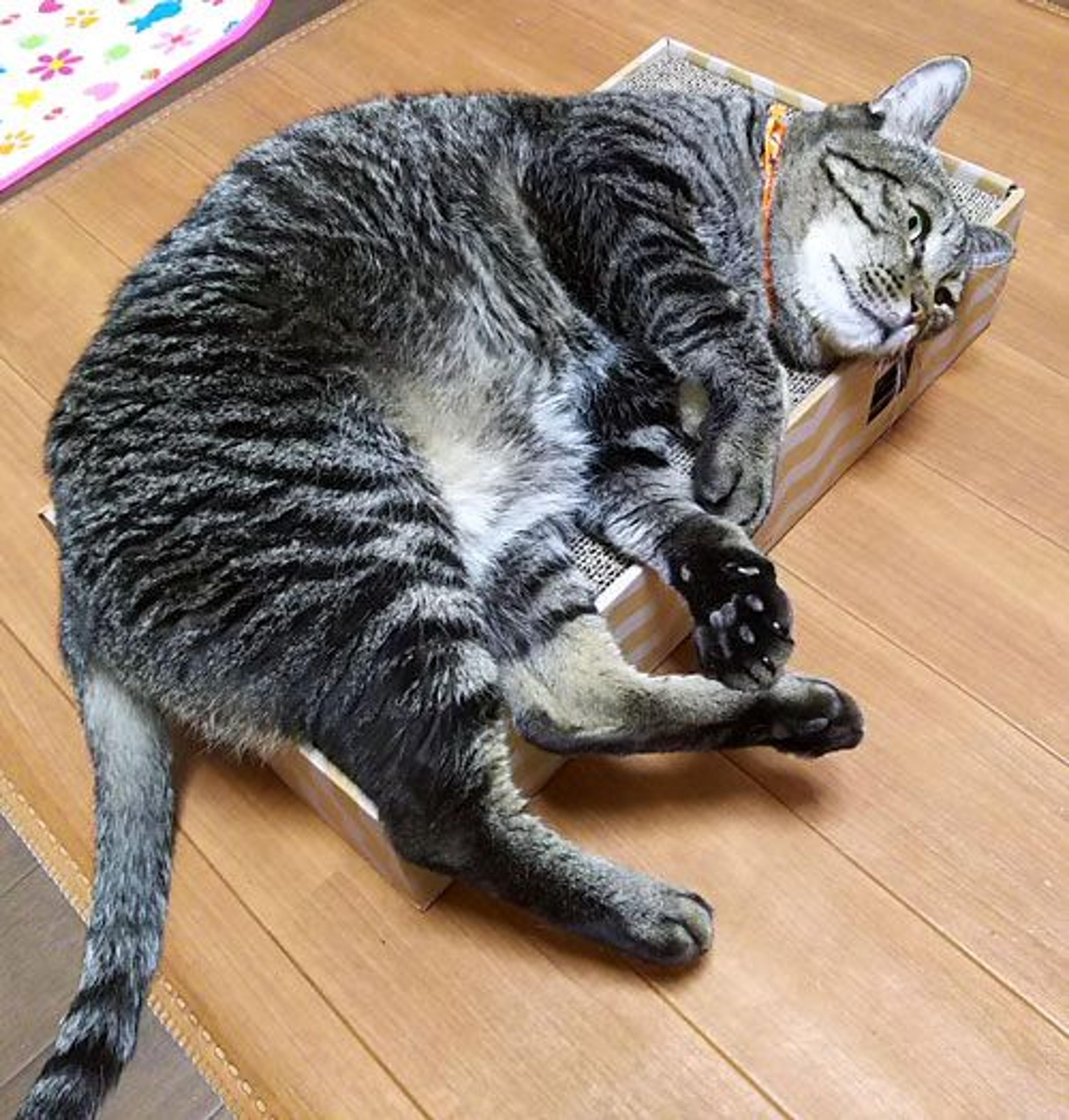 pet-image-2