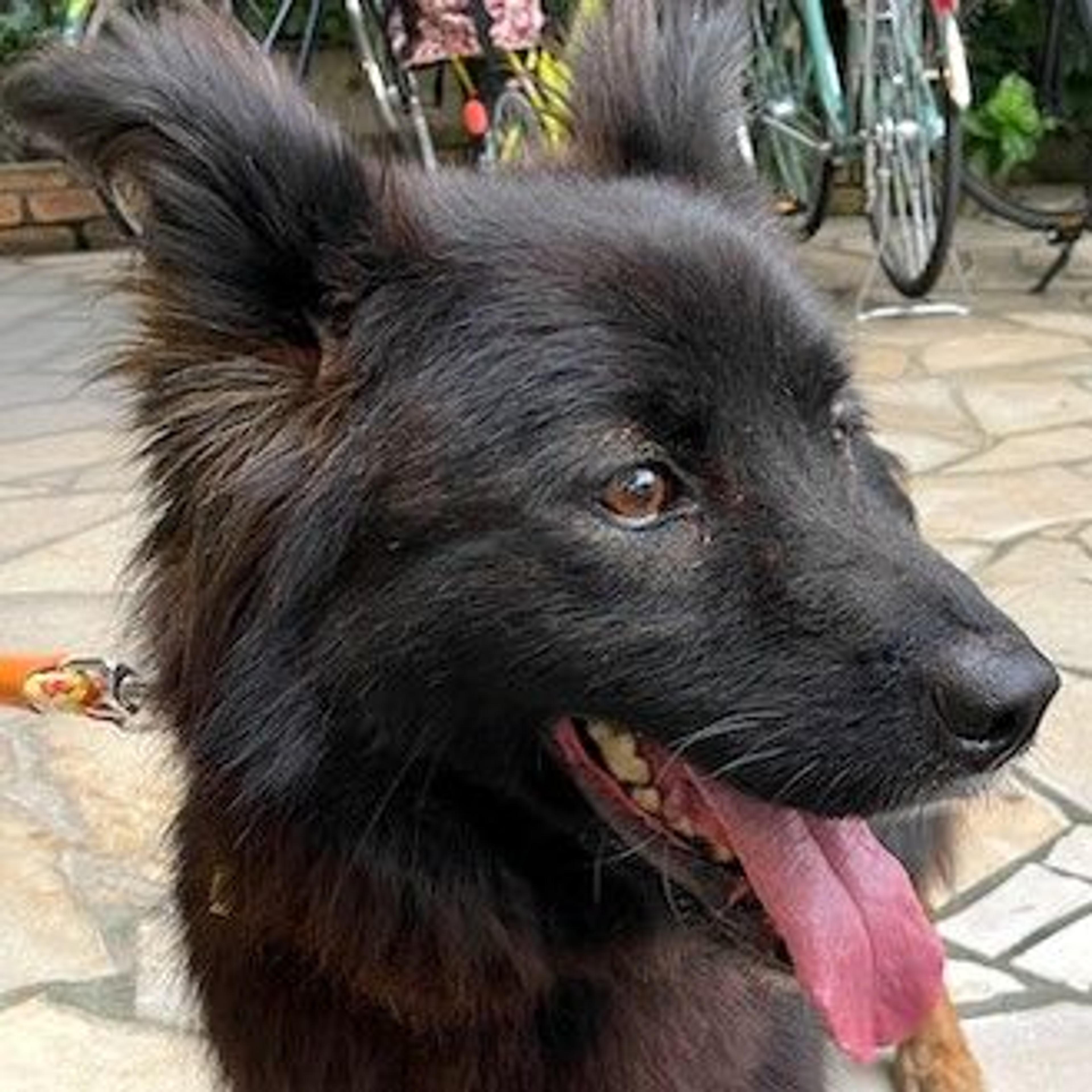 pet-image-4