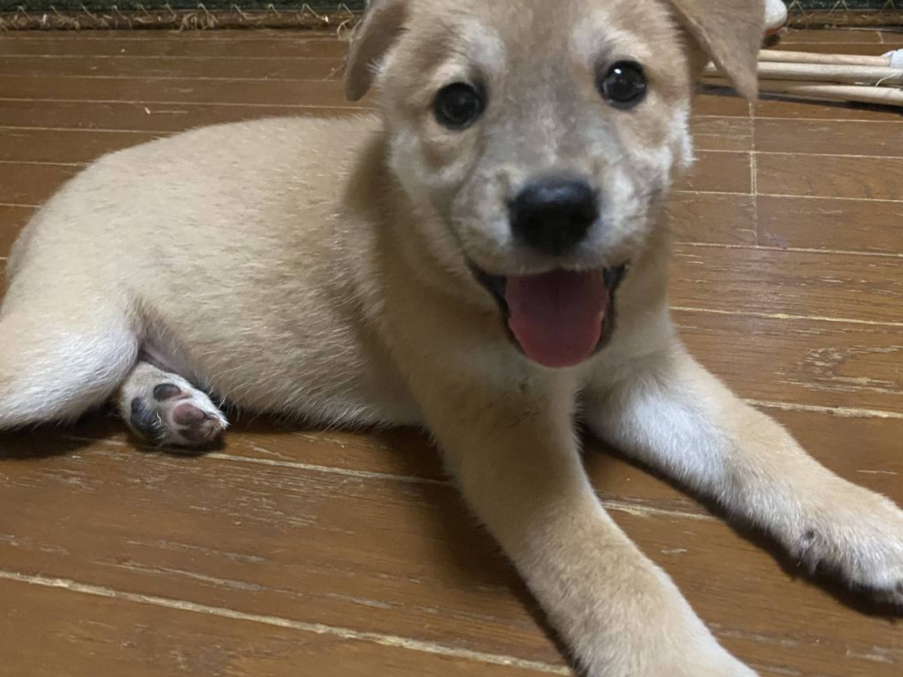 雑種（ミックス犬）・オスの里親募集の写真