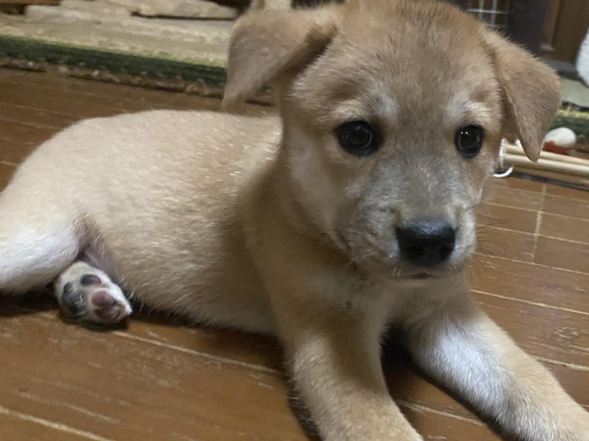 pet-image-2