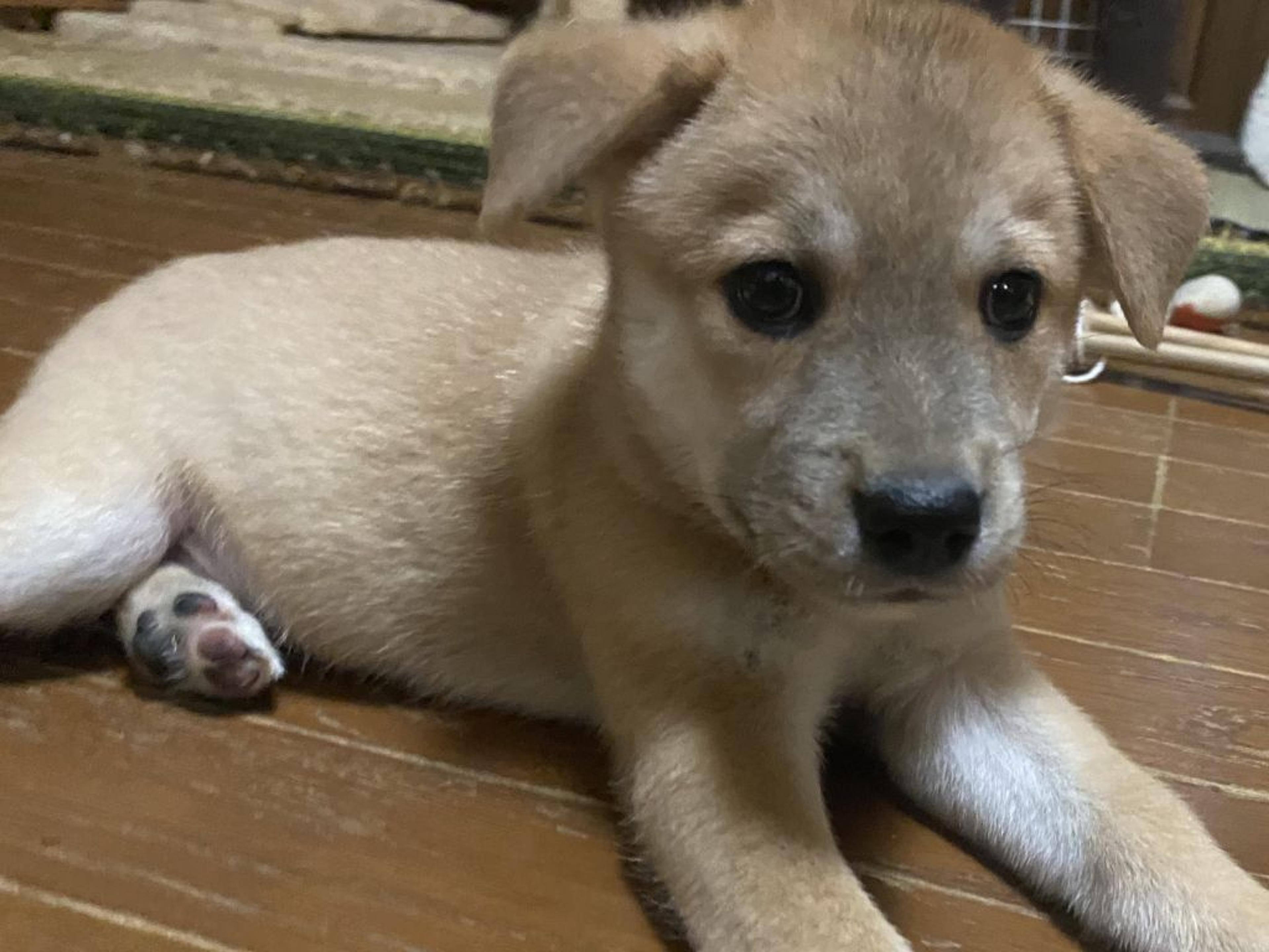 pet-image-2