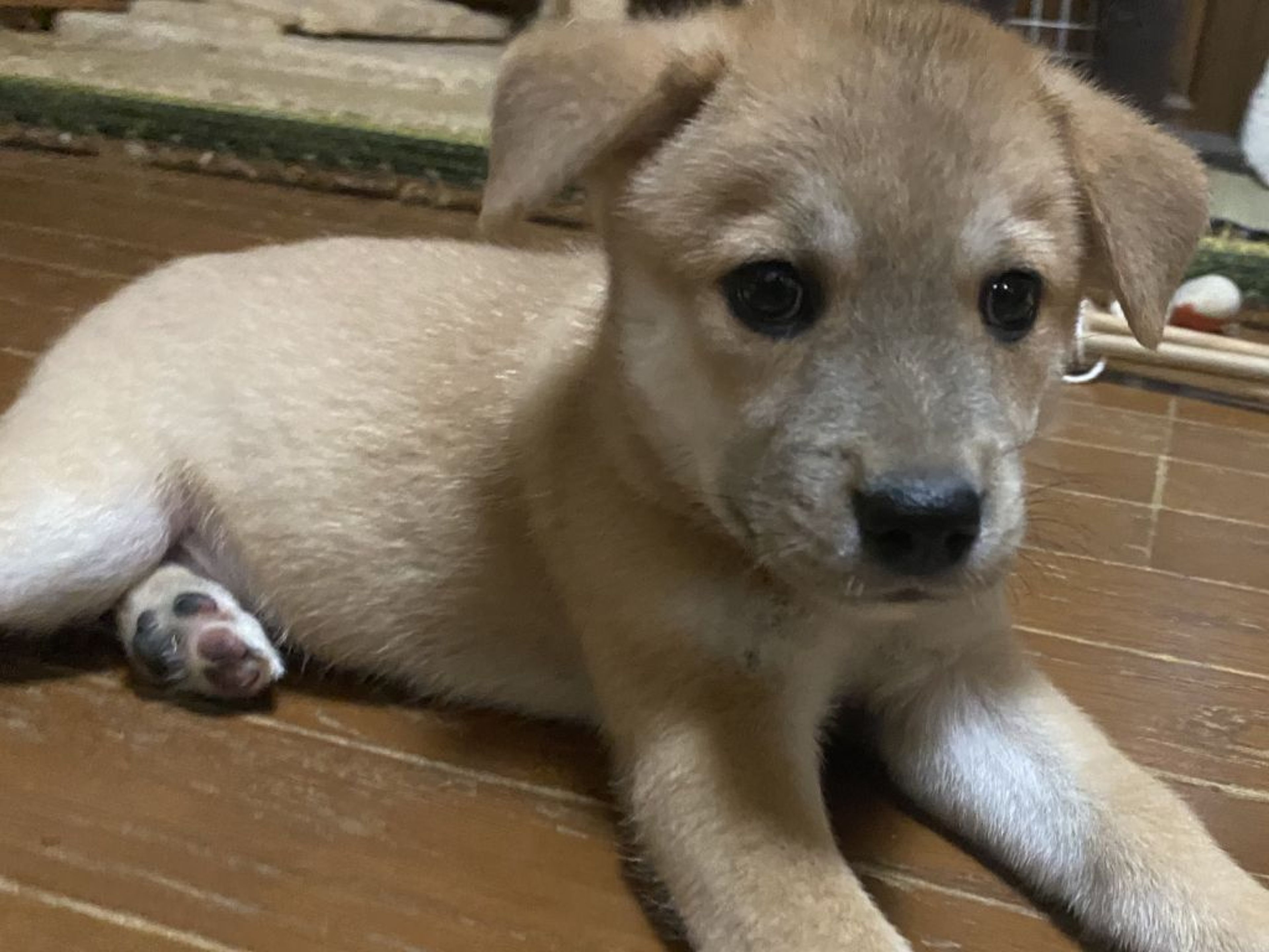 pet-image-2