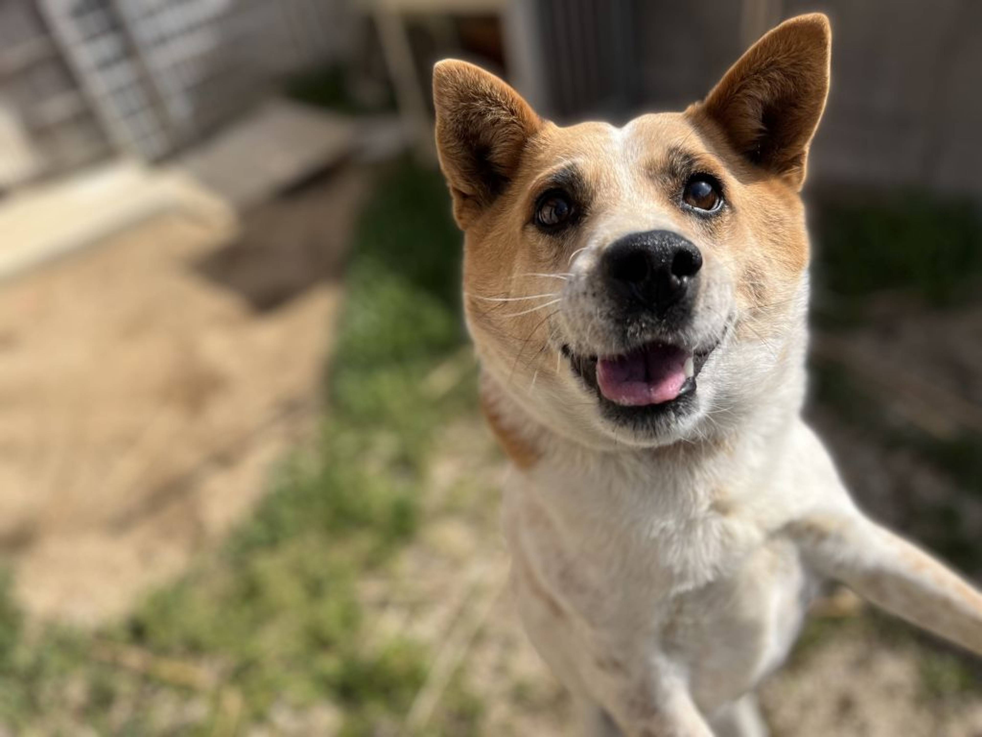 雑種（ミックス犬）・オスの里親募集の写真