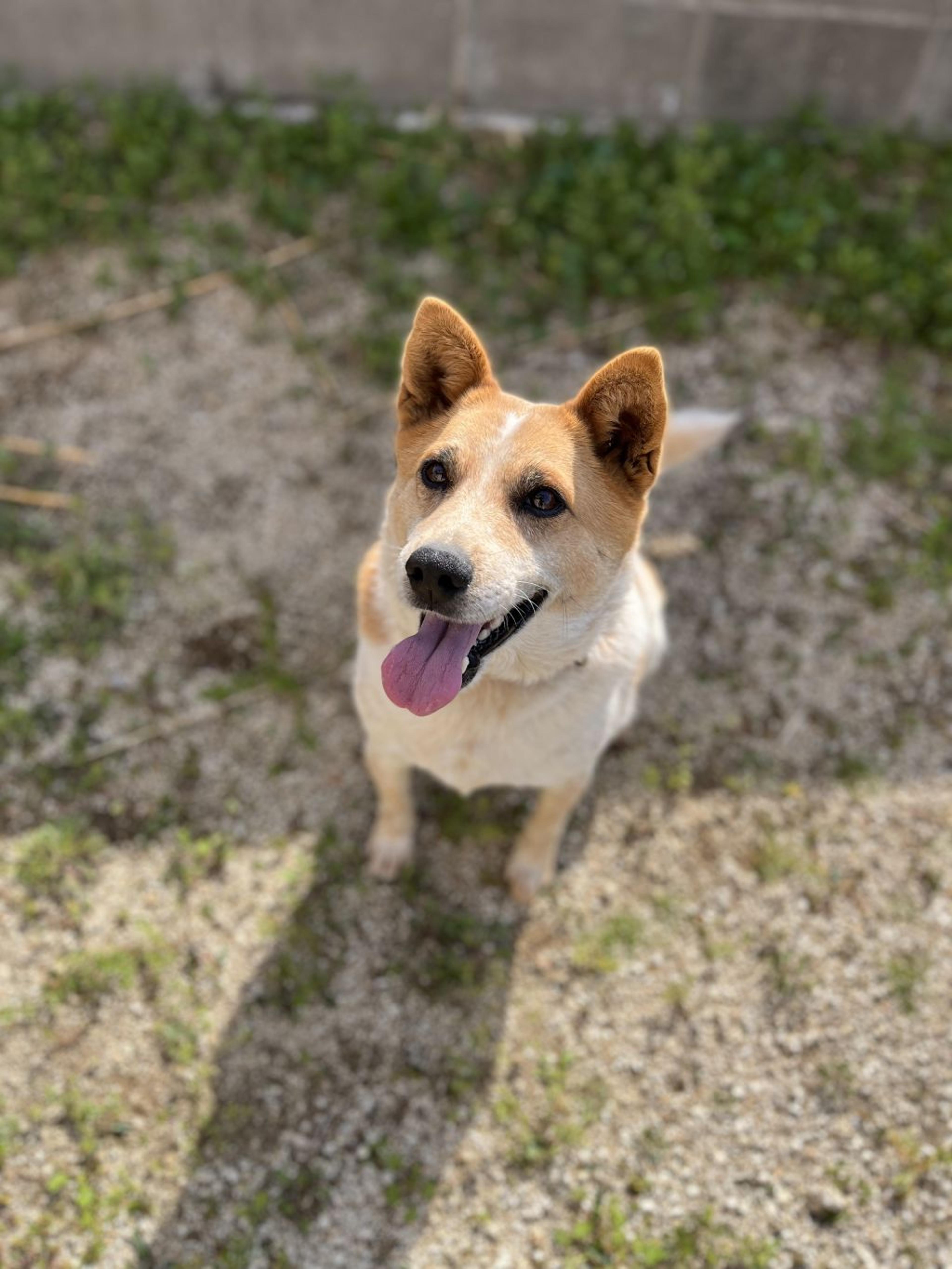 pet-image-2