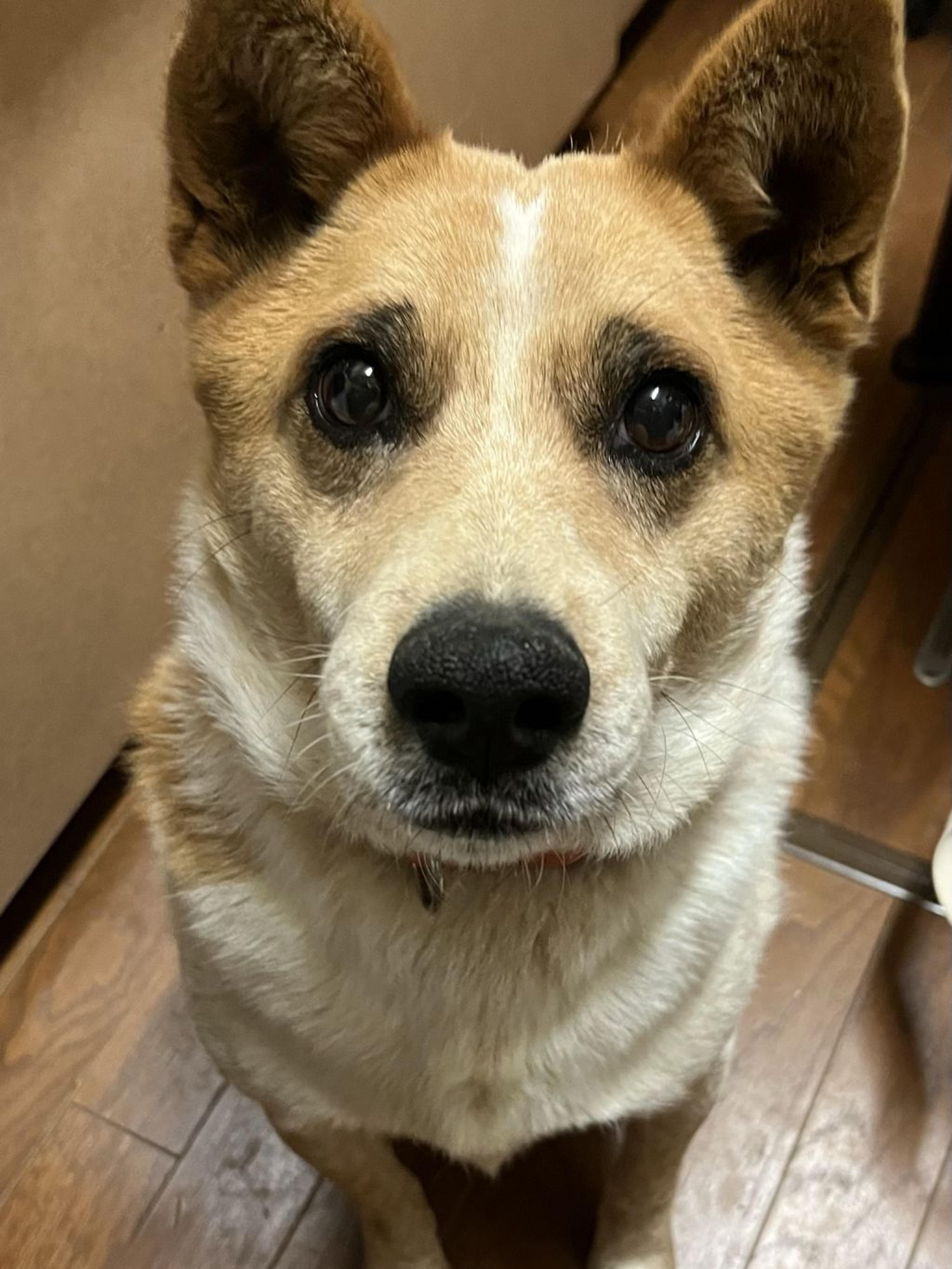 pet-image-3