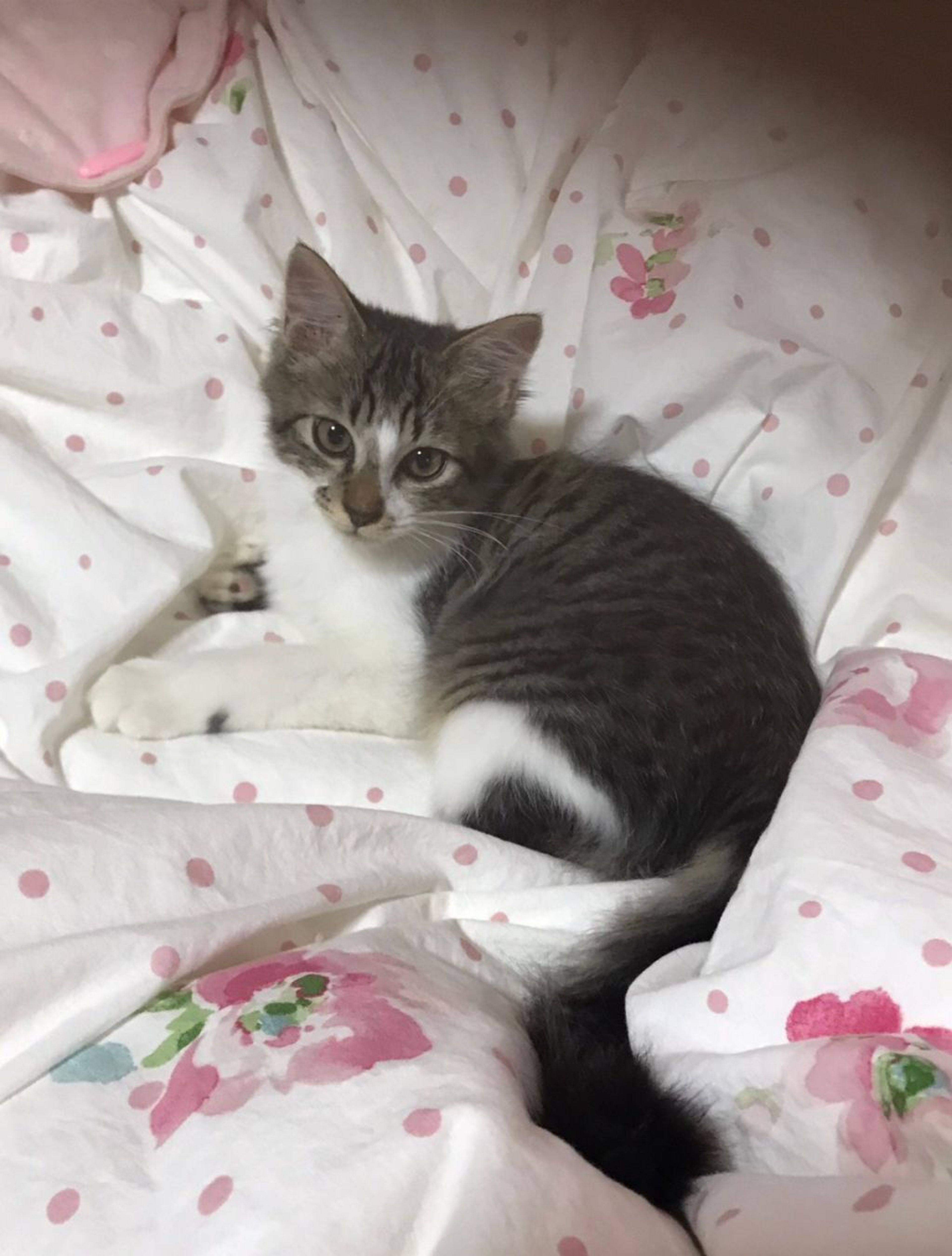 pet-image-2
