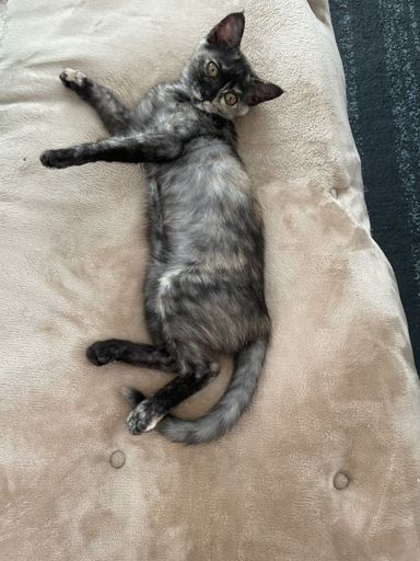 ちゃむの写真