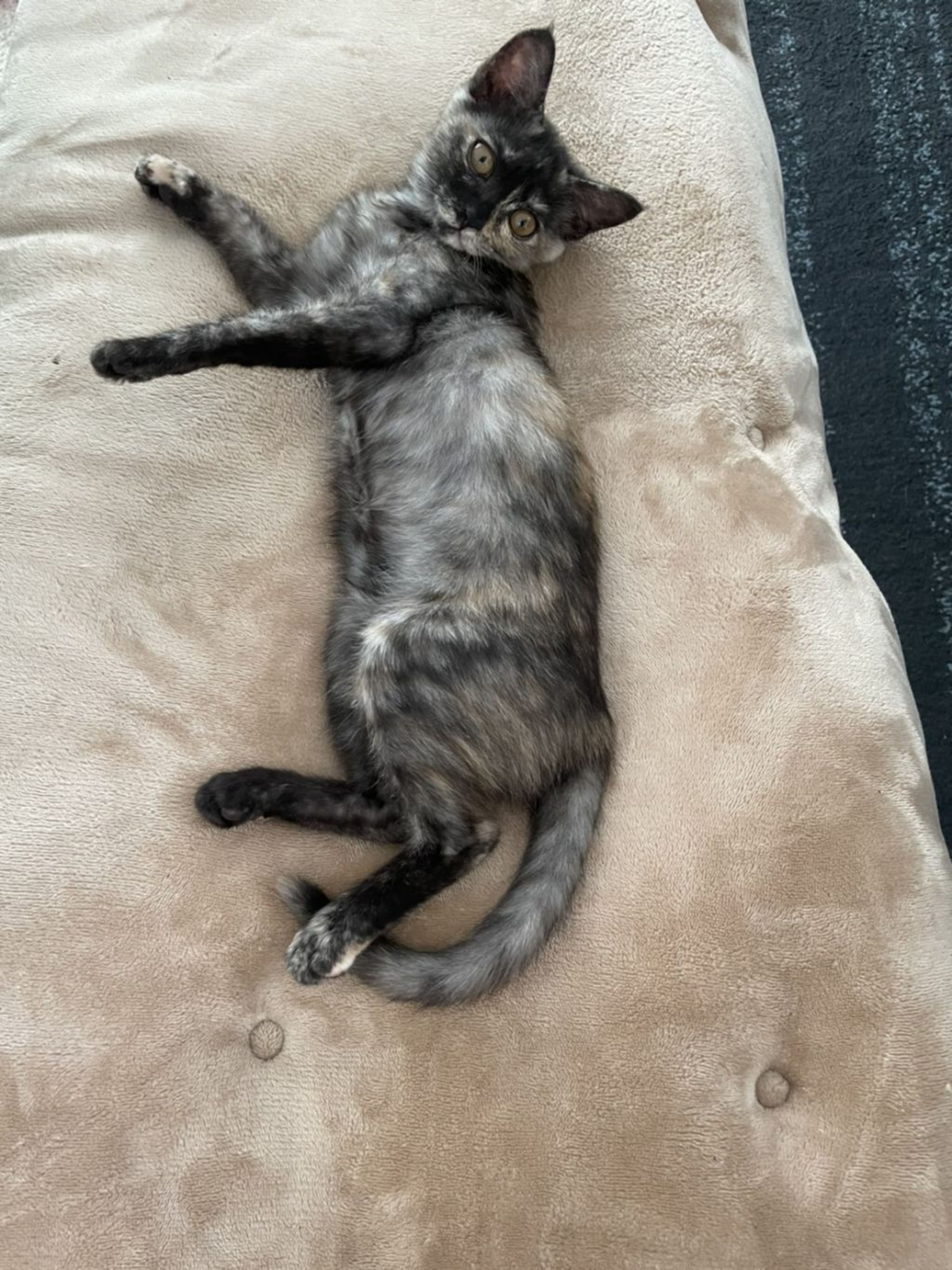 雑種（ミックス猫）・メスの里親募集の写真