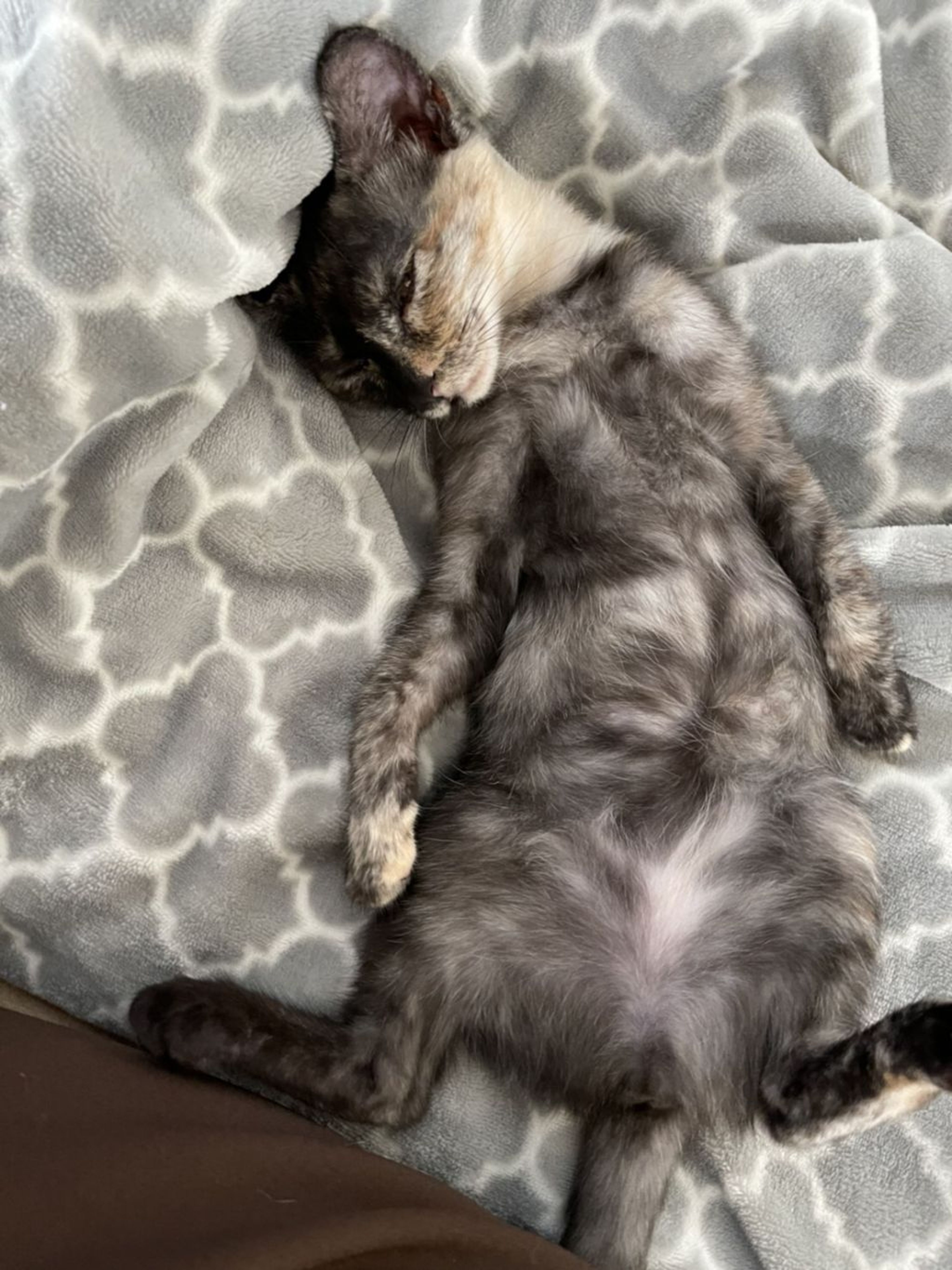 pet-image-3