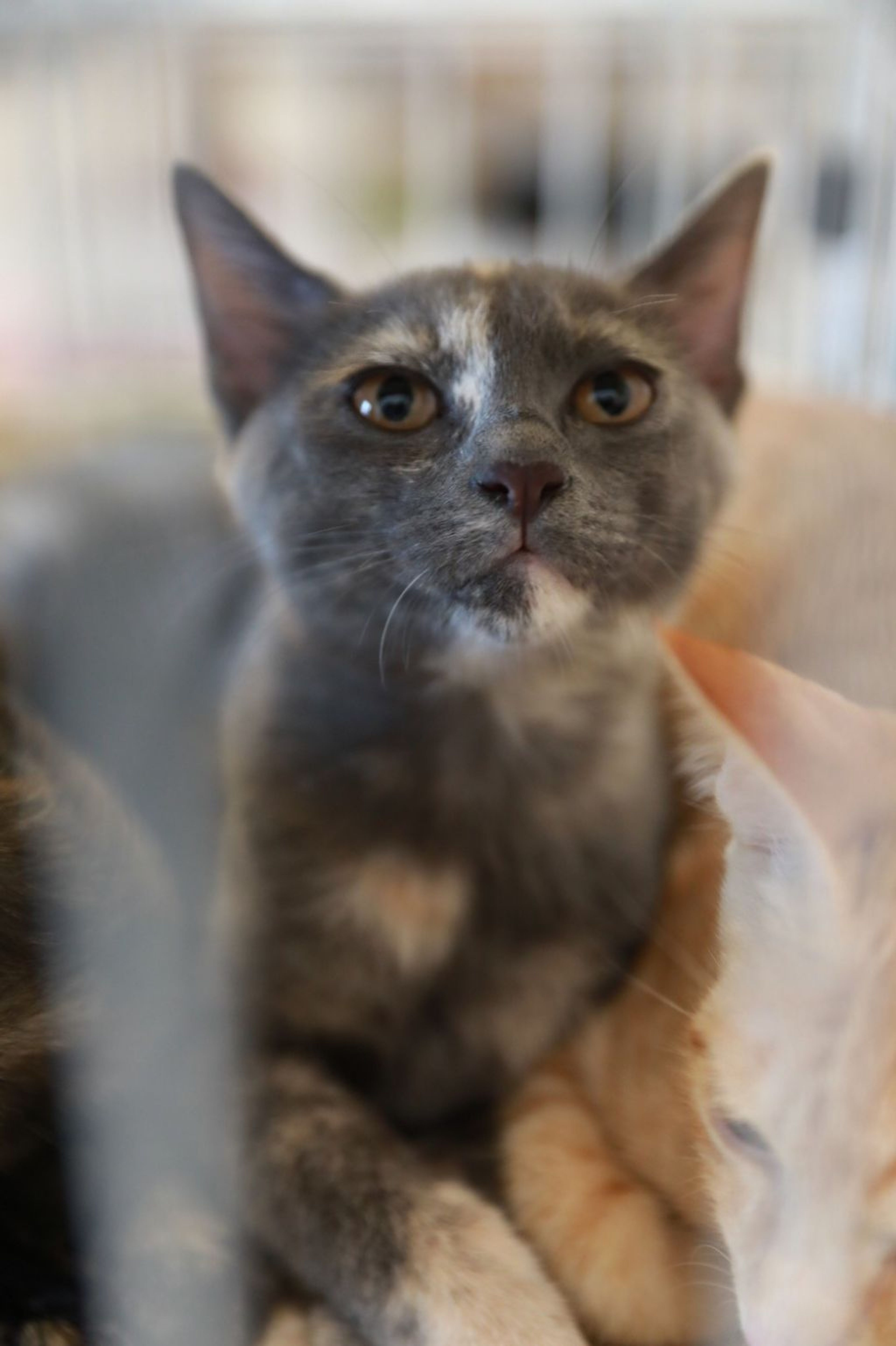 雑種（ミックス猫）・メスの里親募集の写真