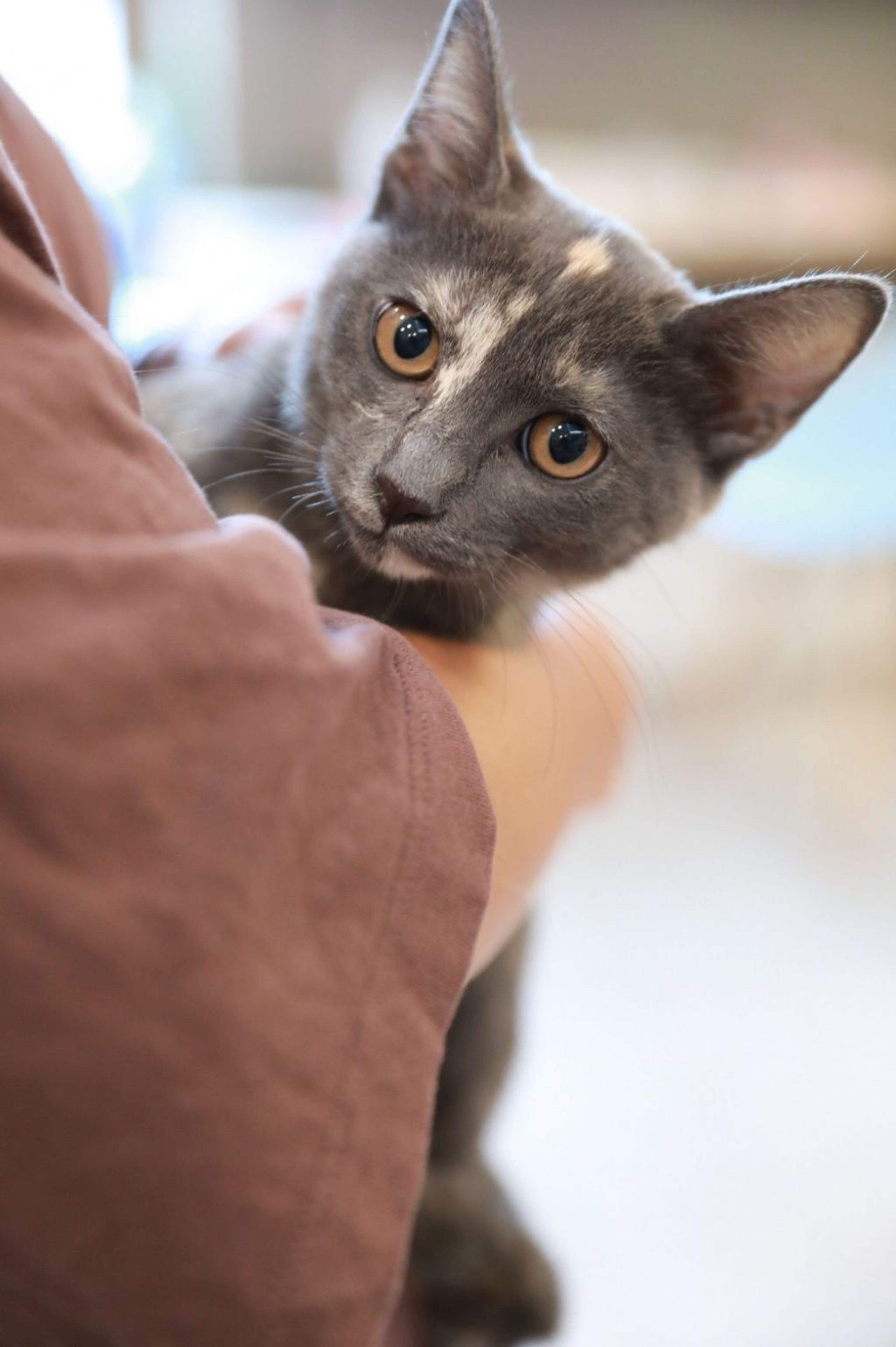 pet-image-4