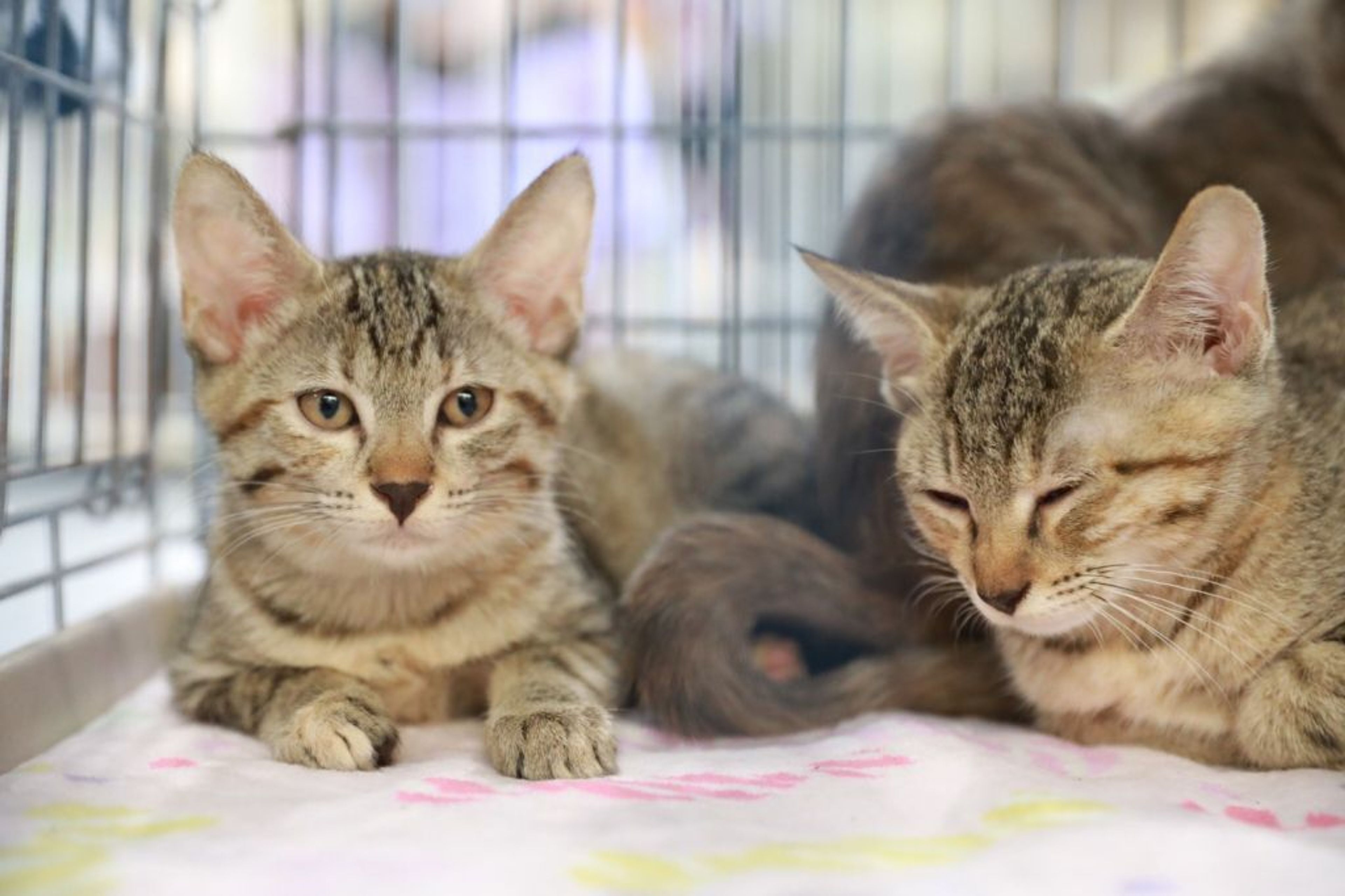 pet-image-7