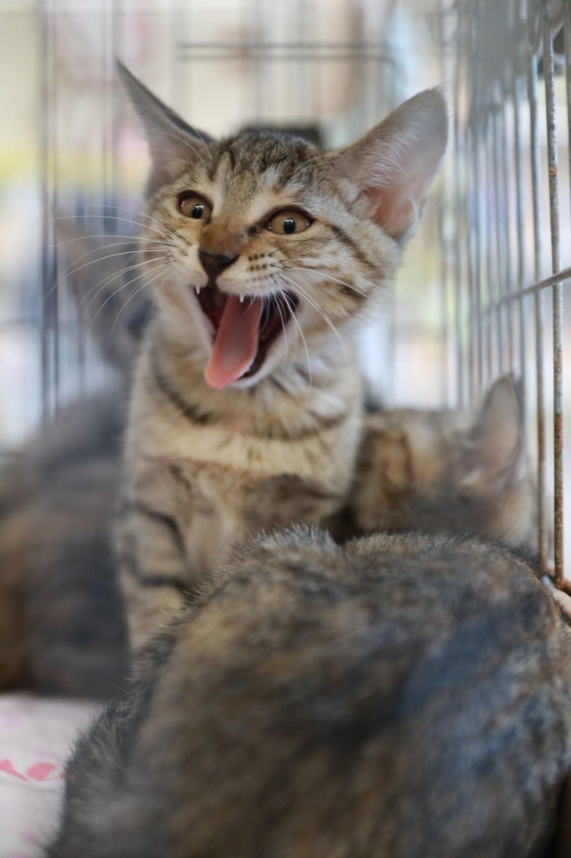 pet-image-8