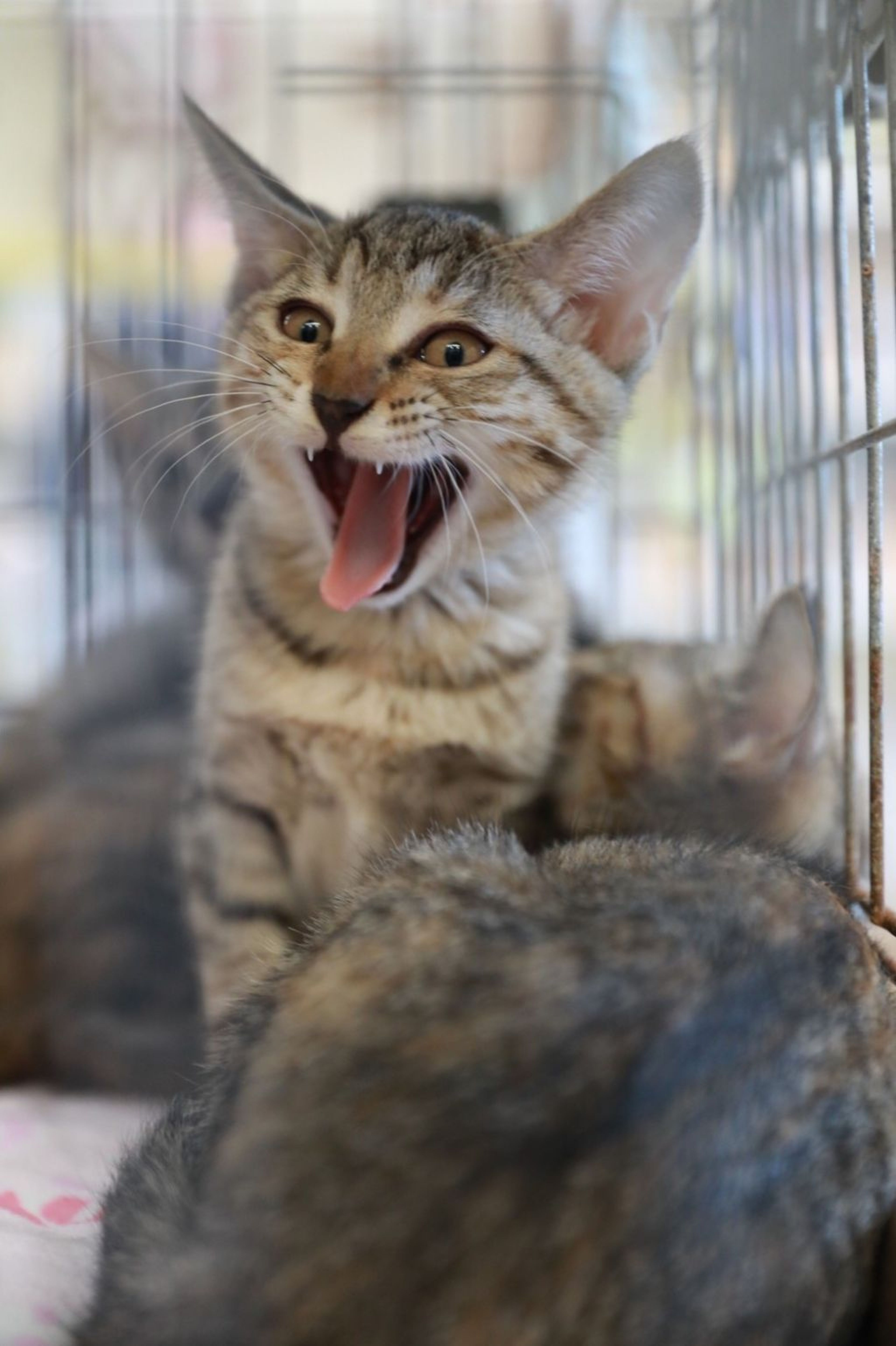 pet-image-8