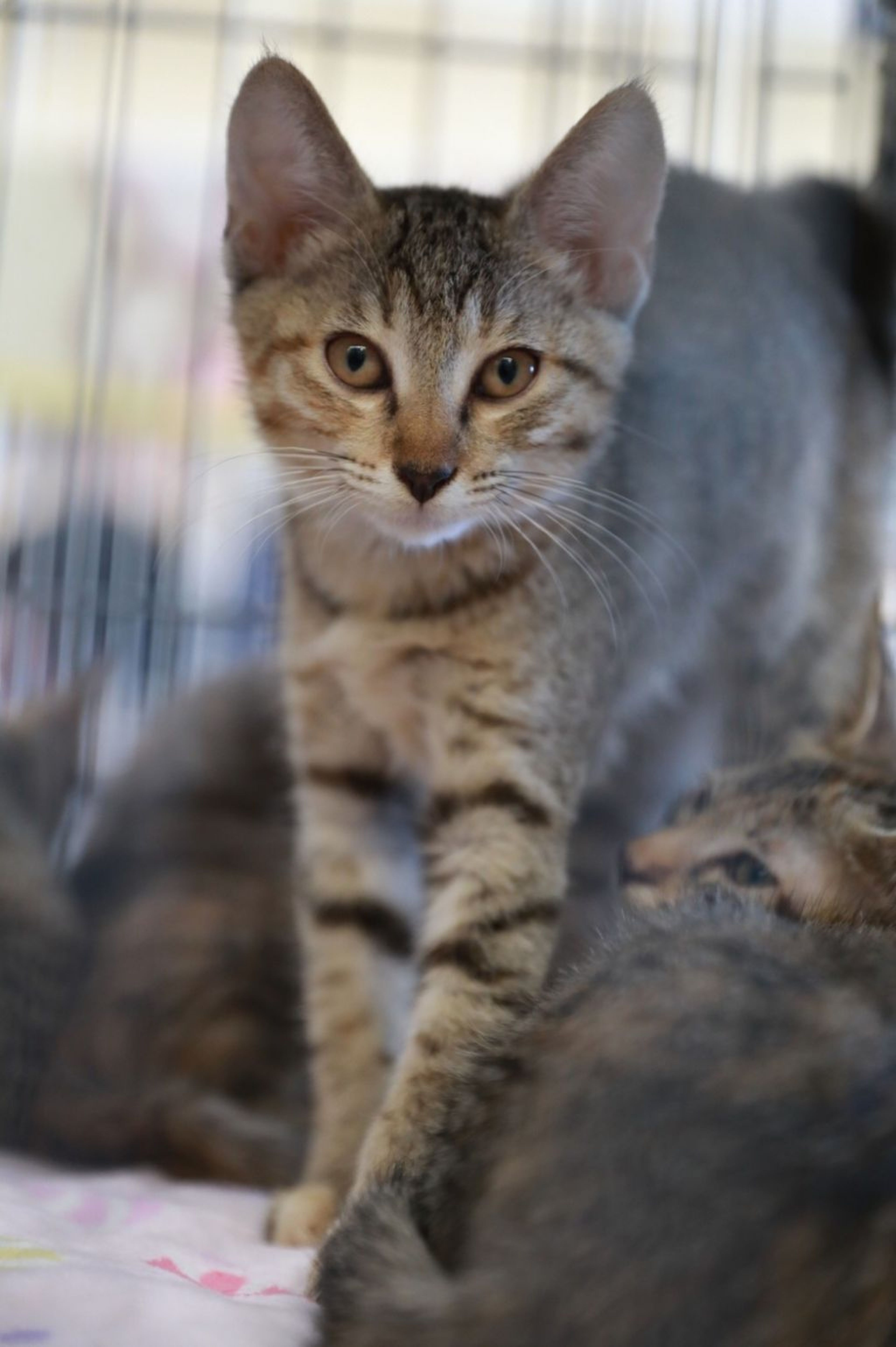 pet-image-9