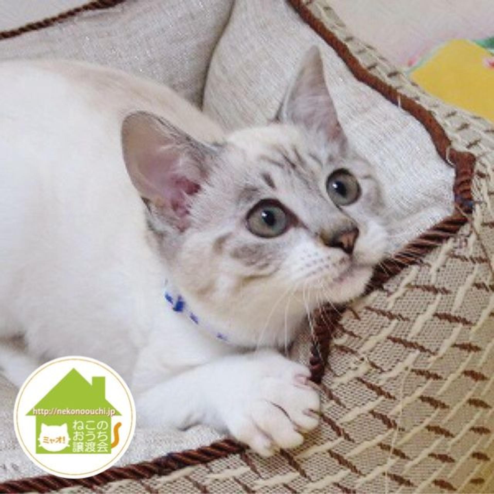 pet-image-3