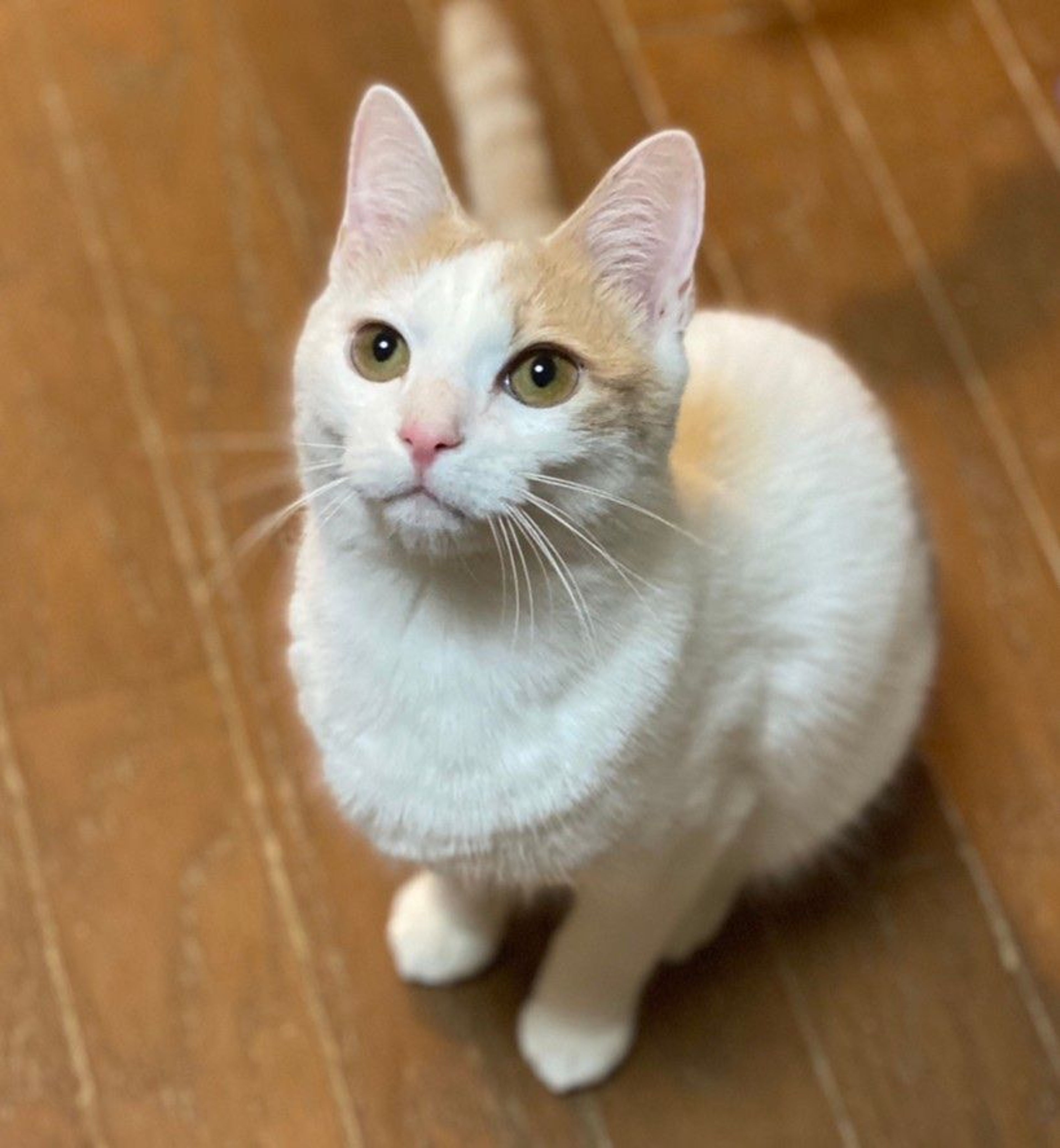 pet-image-2
