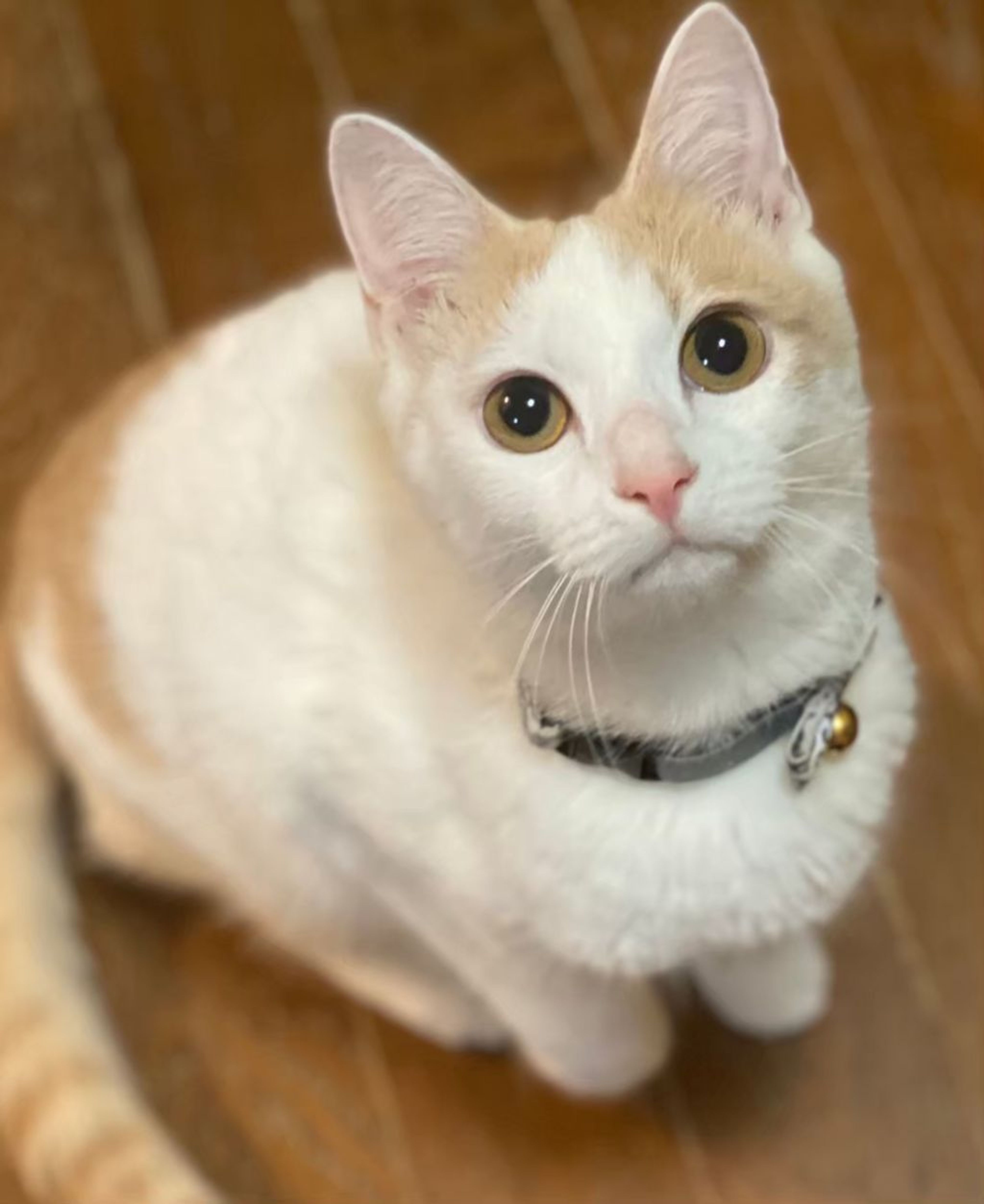 pet-image-3
