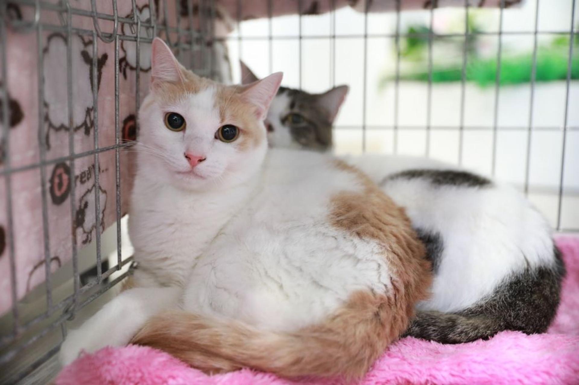 pet-image-4