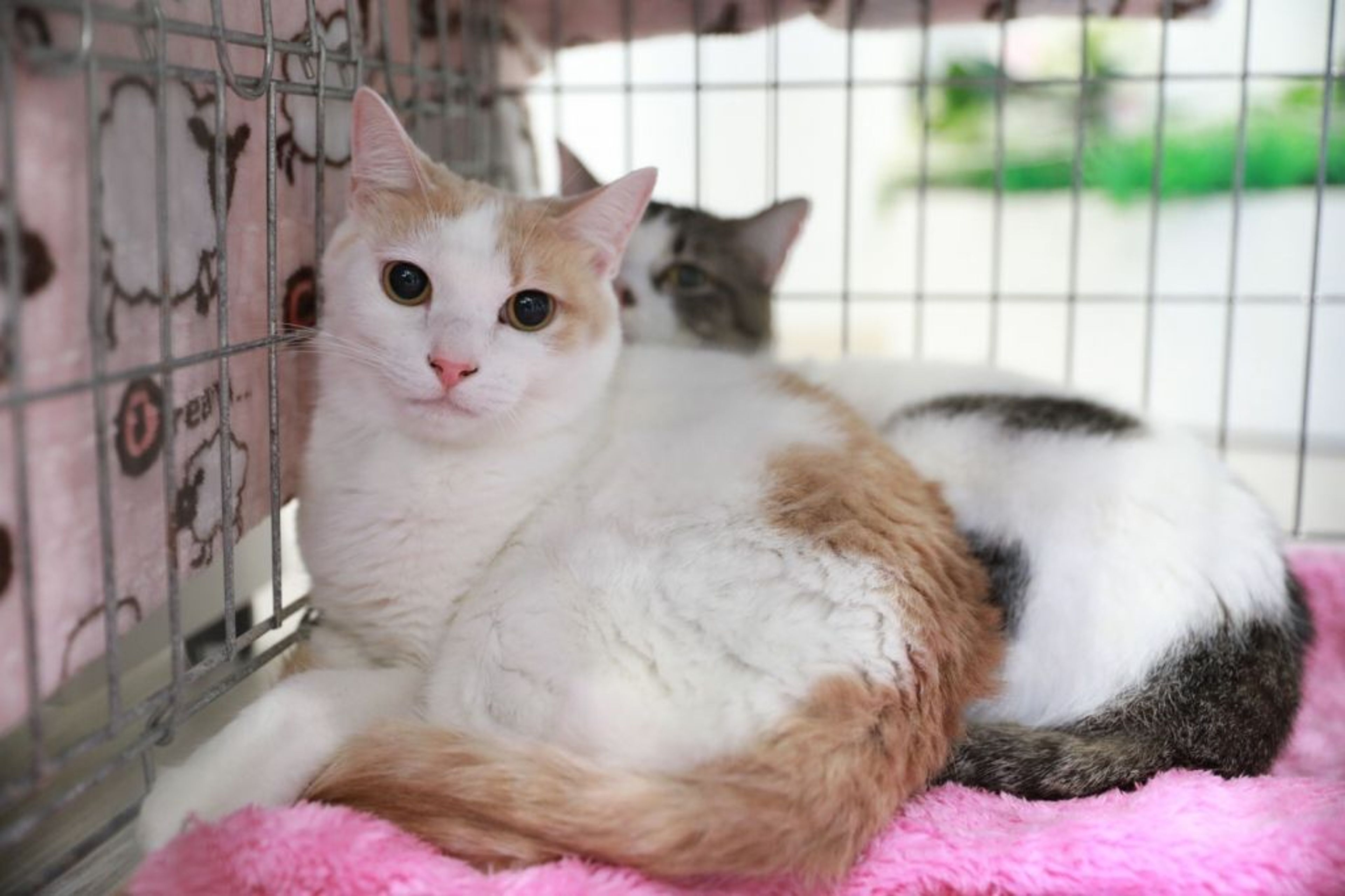 pet-image-4