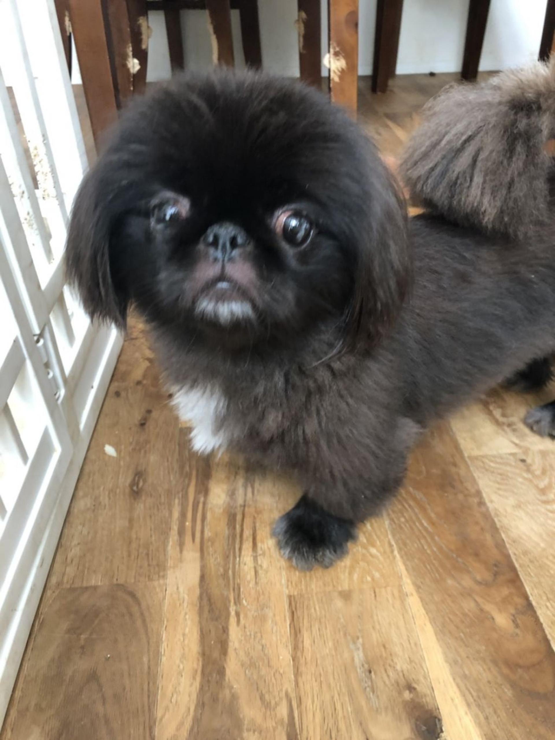 pet-image-2