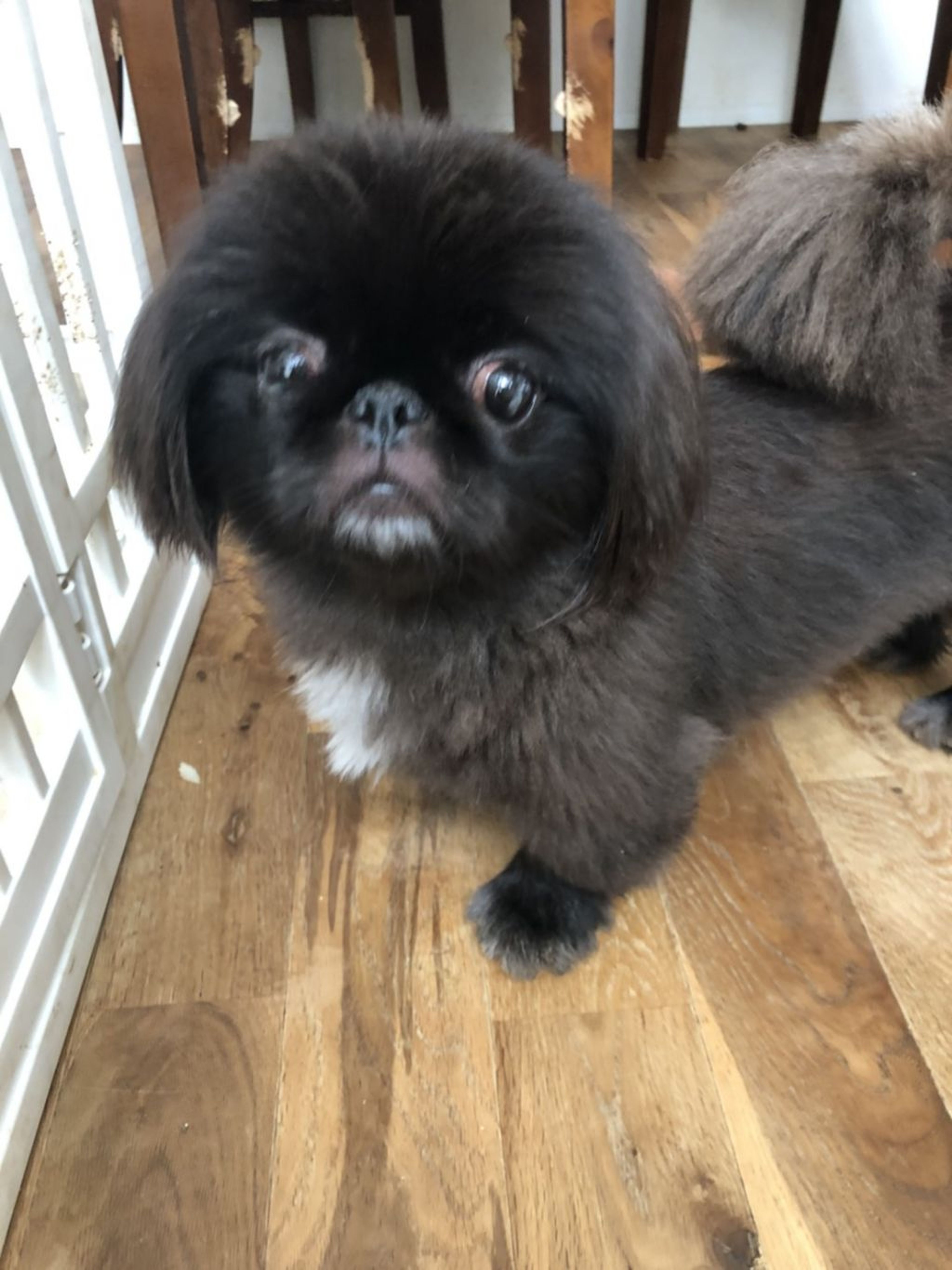 pet-image-2