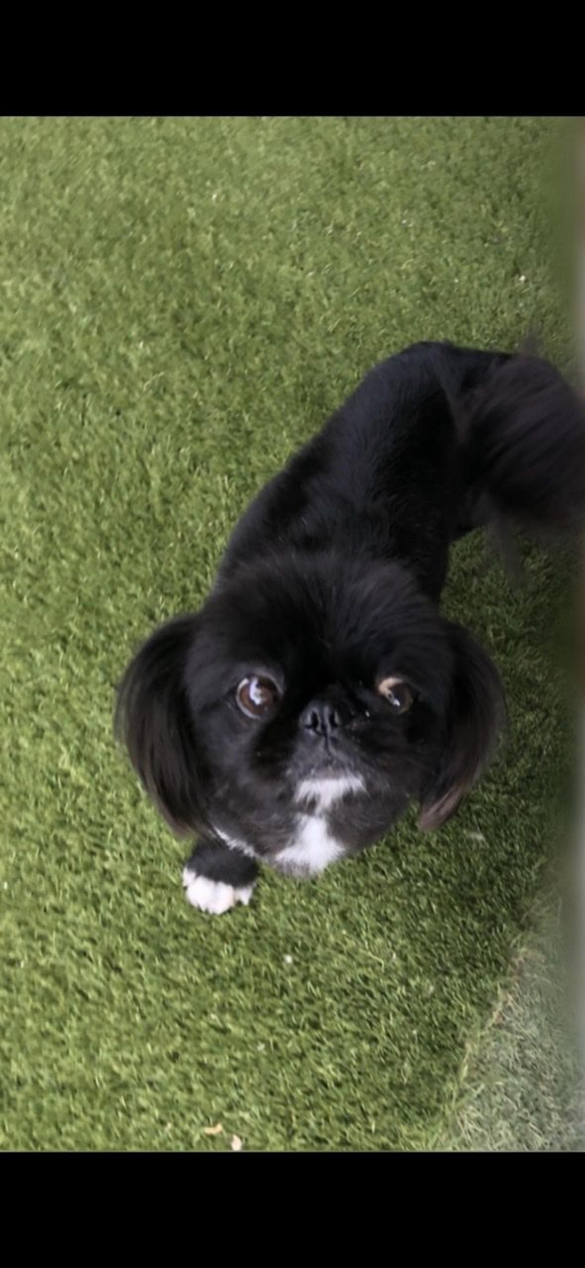 pet-image-3
