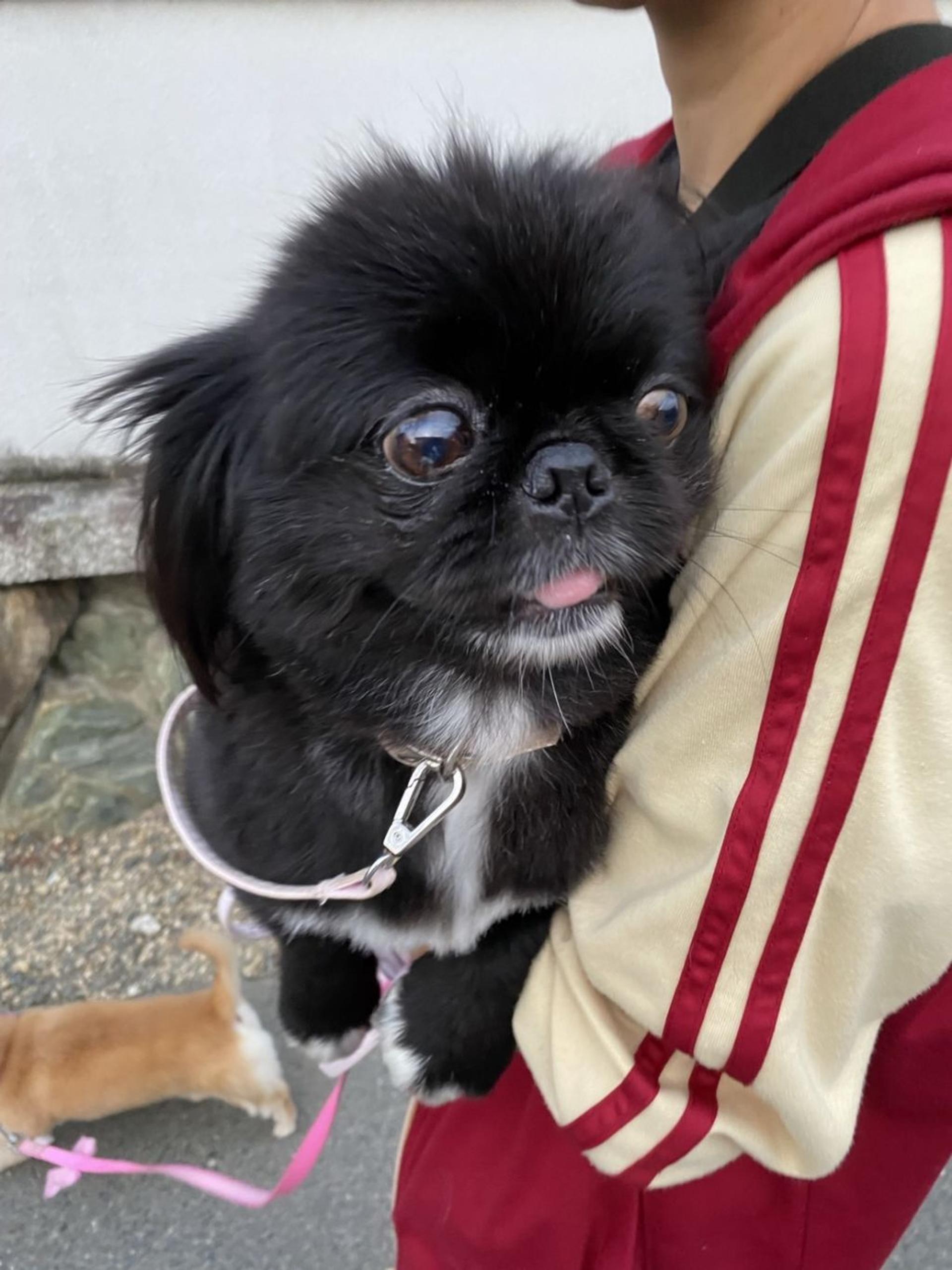 pet-image-2