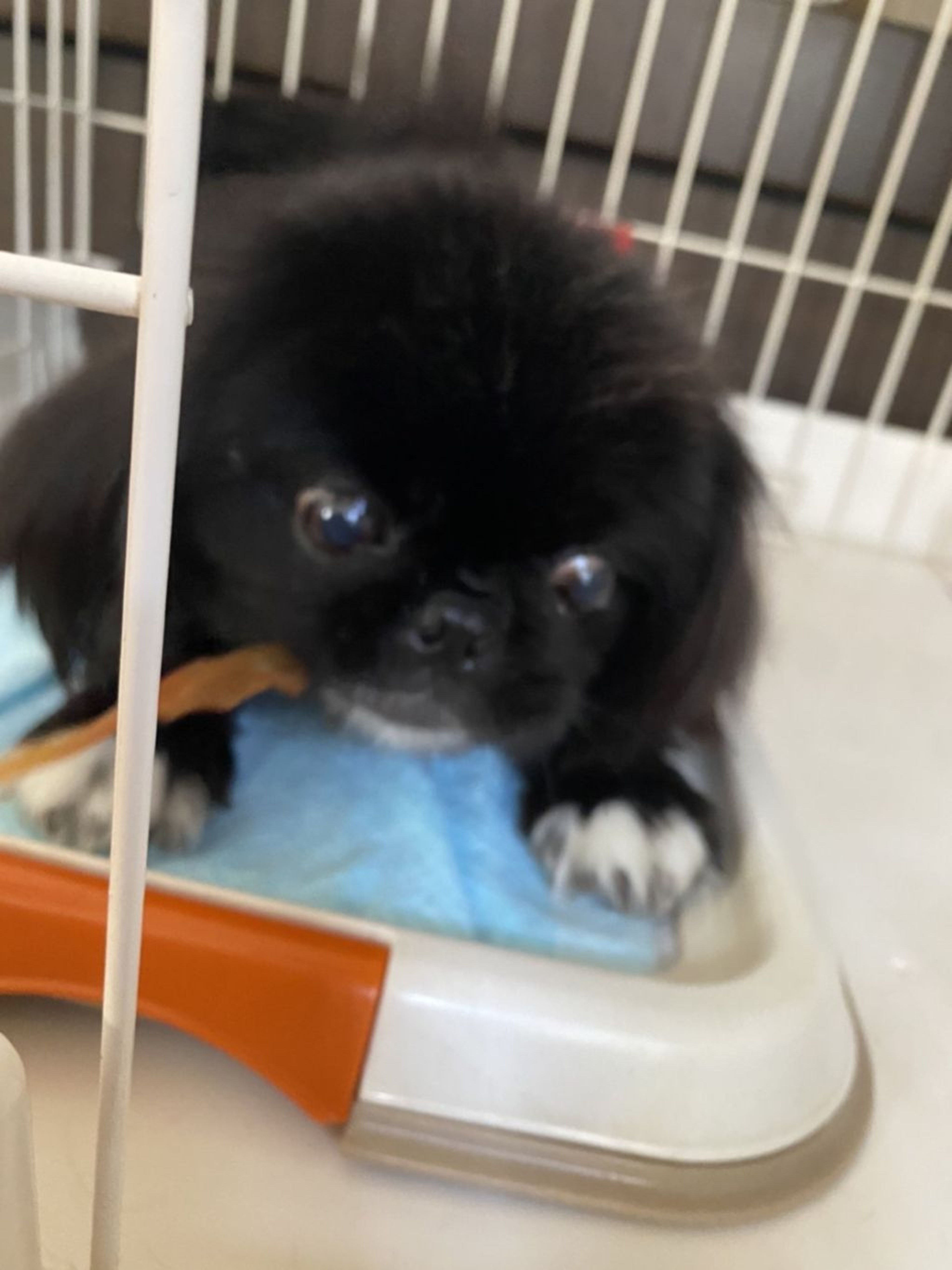 pet-image-4