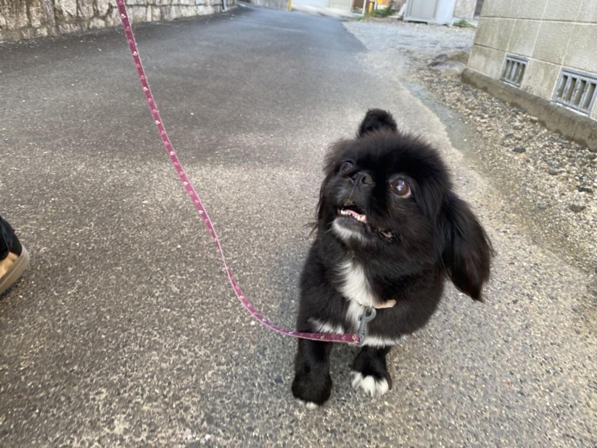 pet-image-5
