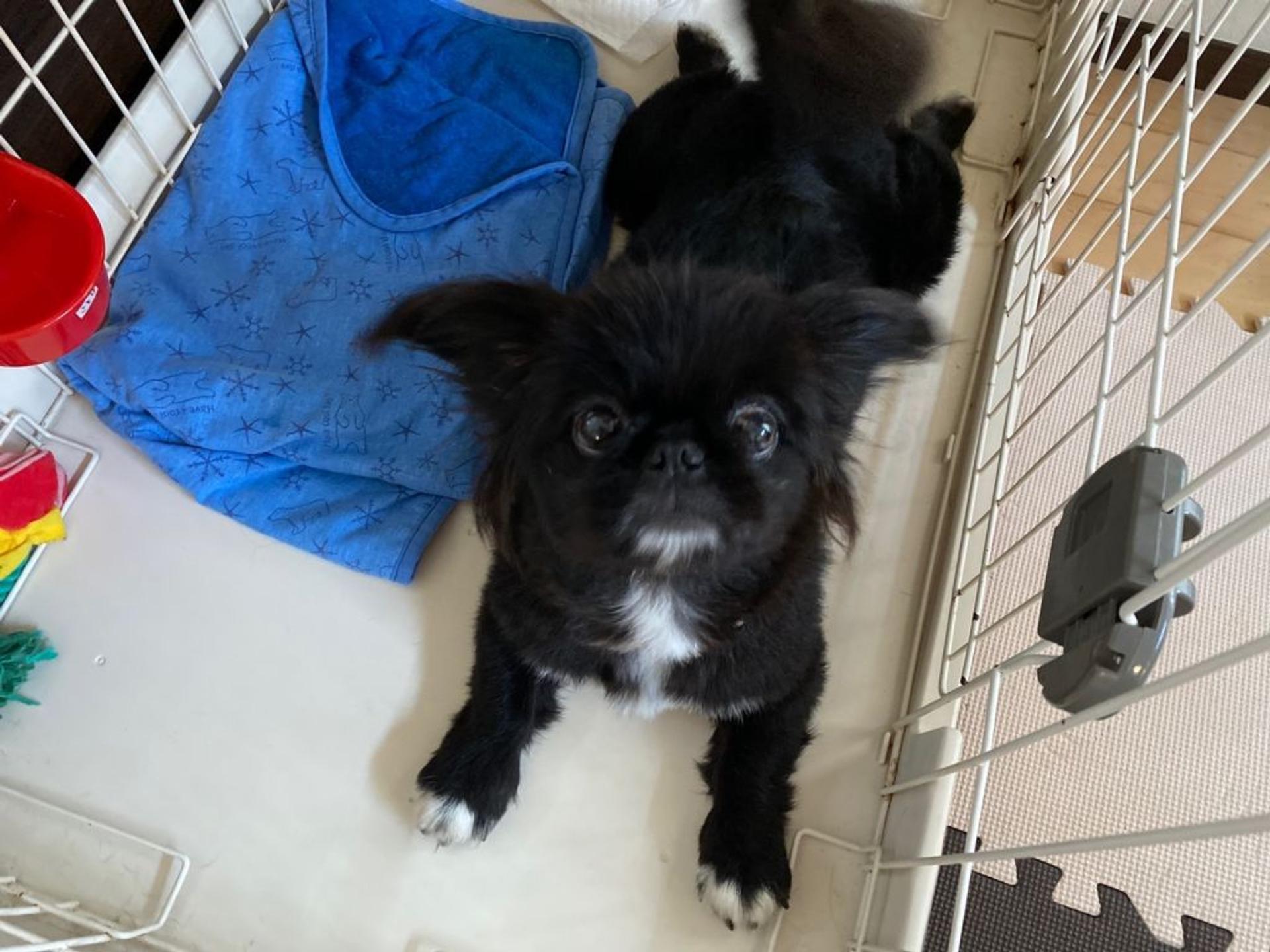 pet-image-6