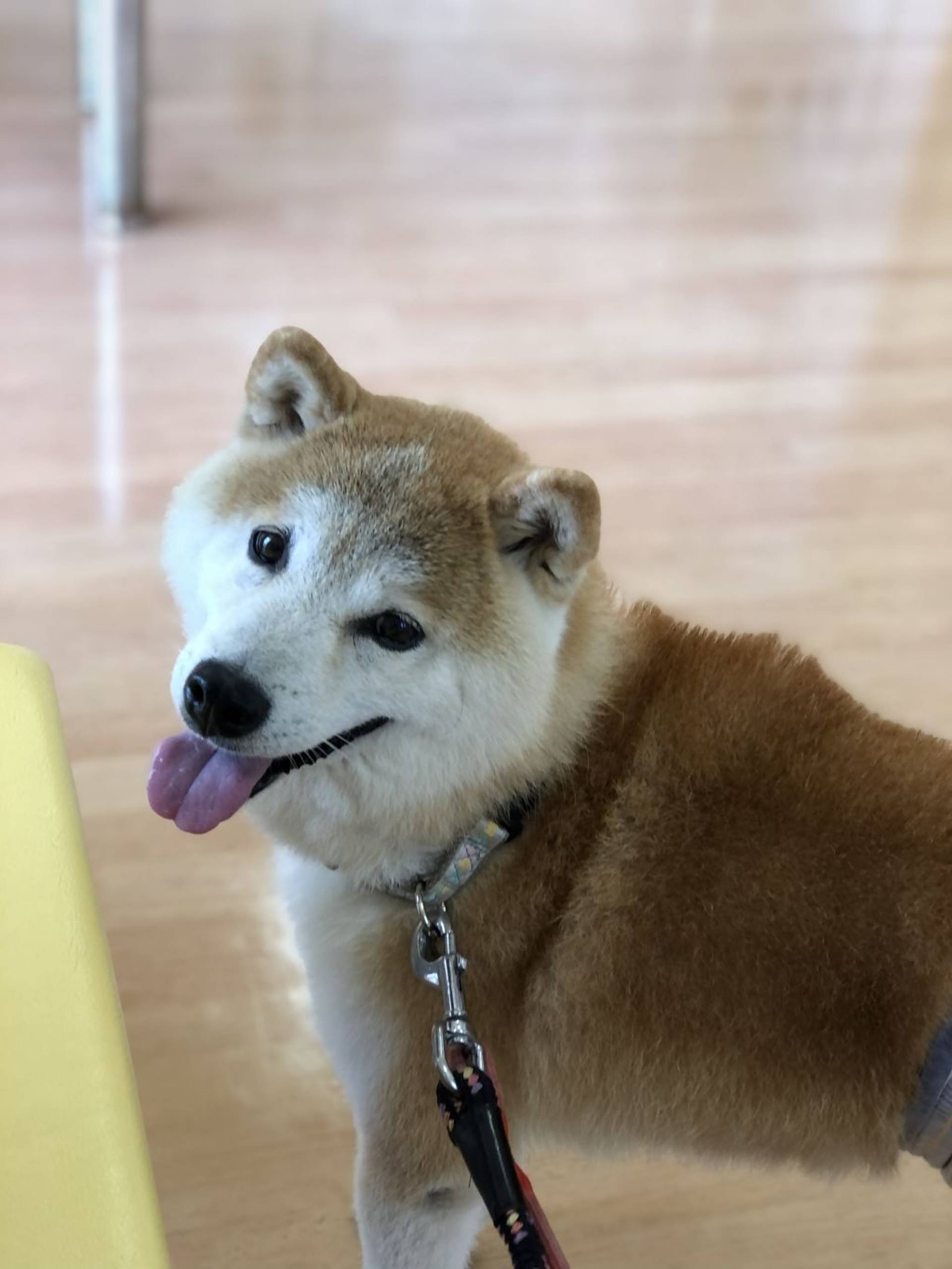 柴犬・オスの里親募集の写真