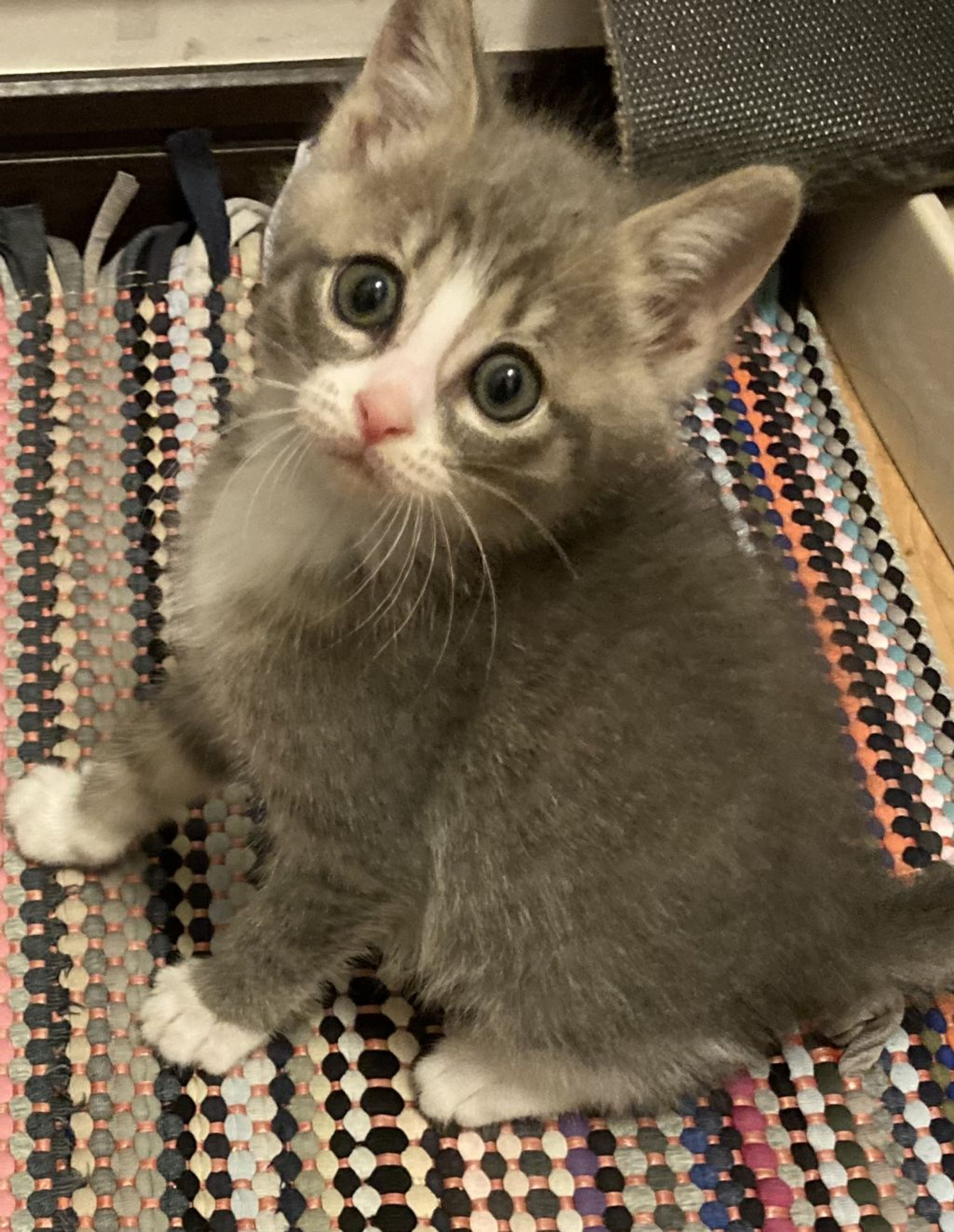 pet-image-2
