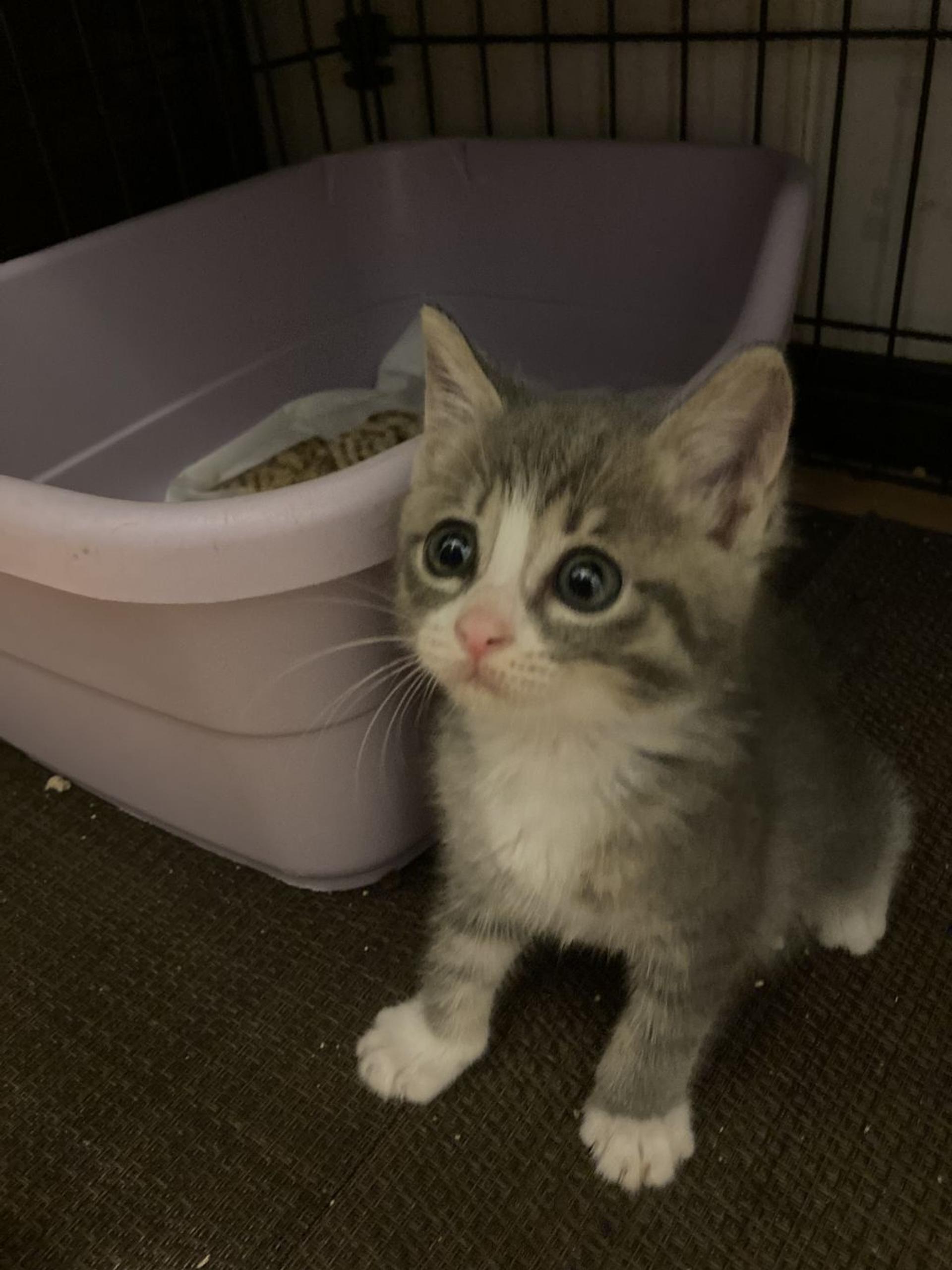 pet-image-4