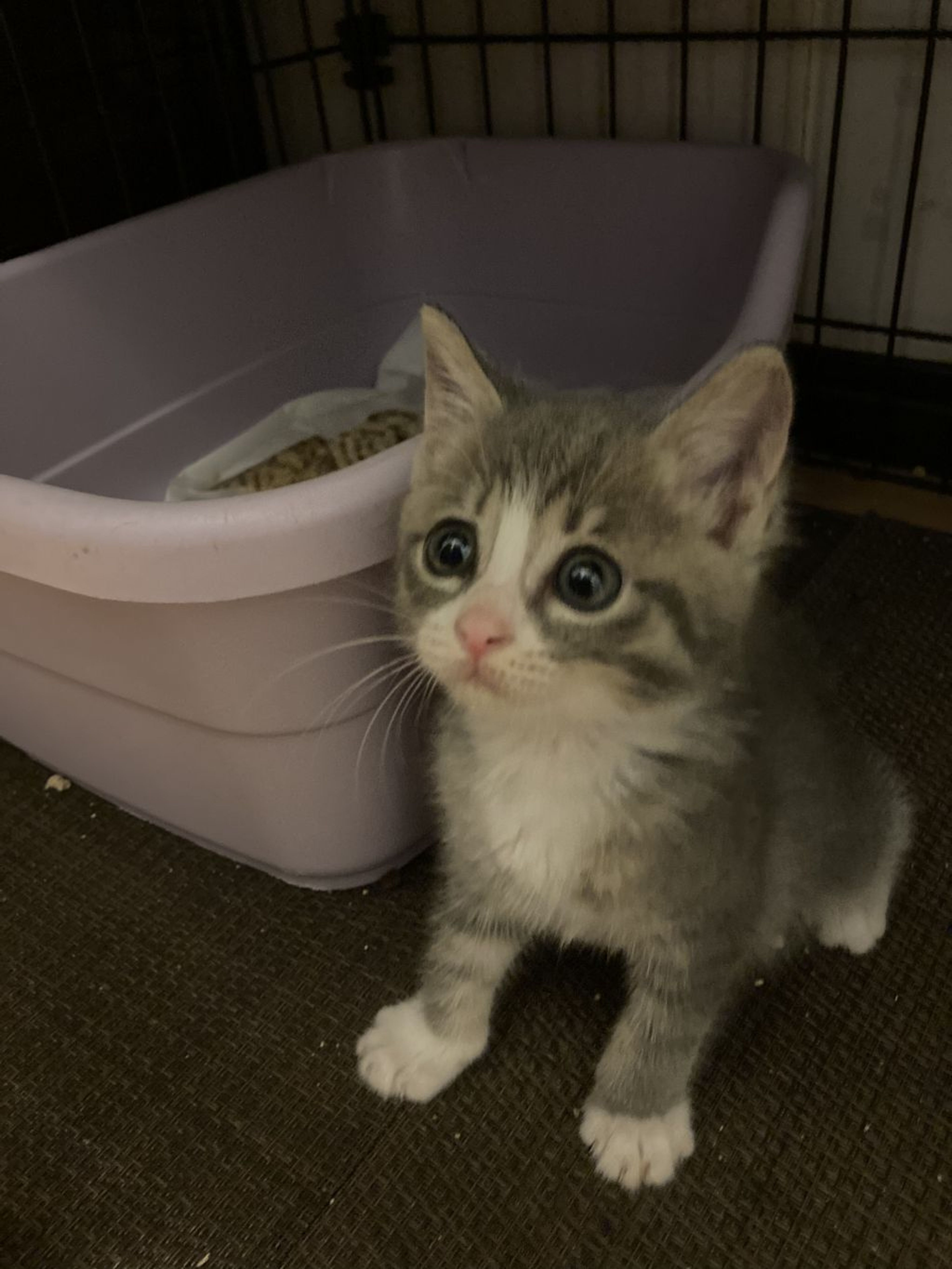 pet-image-4