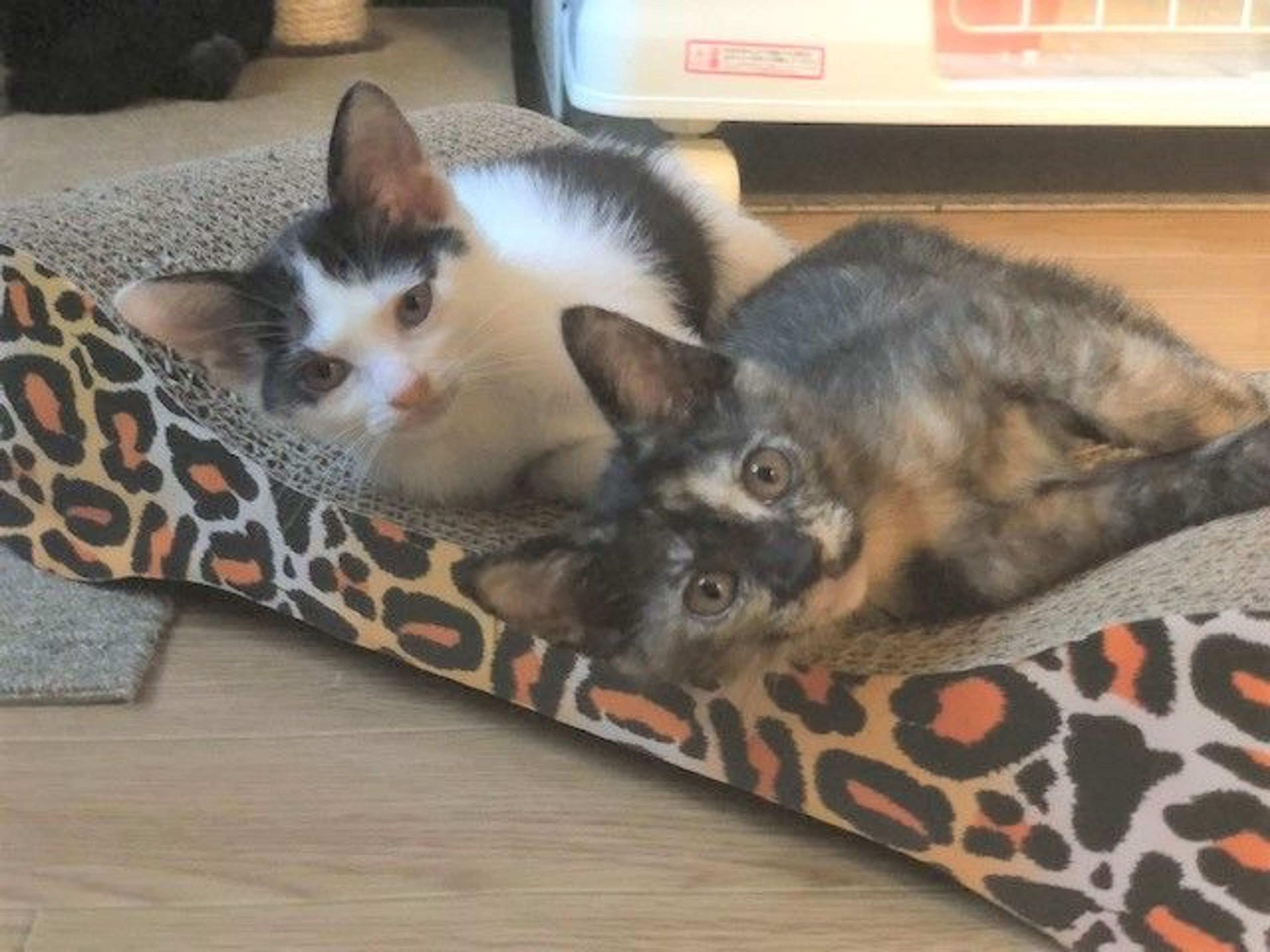 pet-image-4