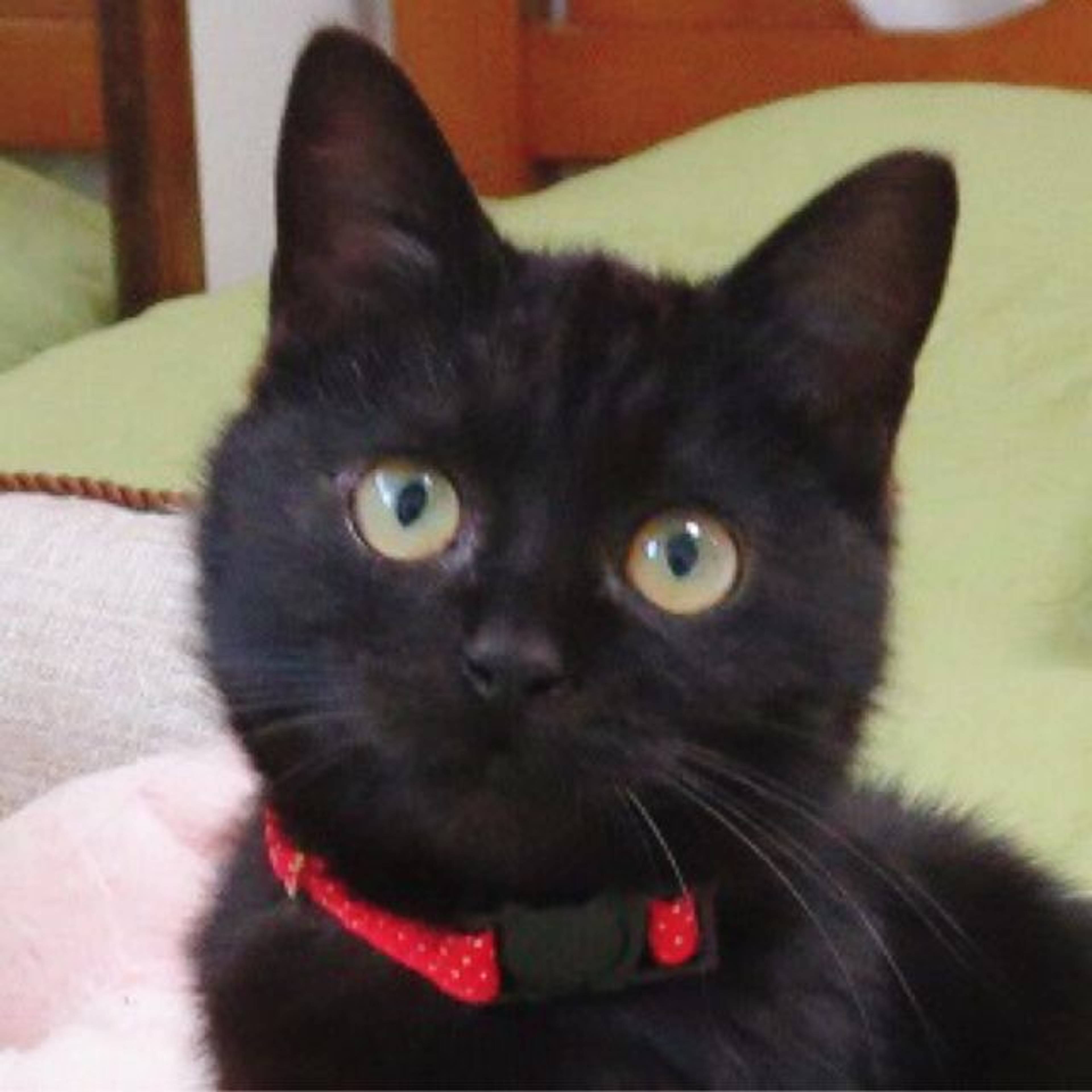 雑種（ミックス猫）・メスの里親募集の写真